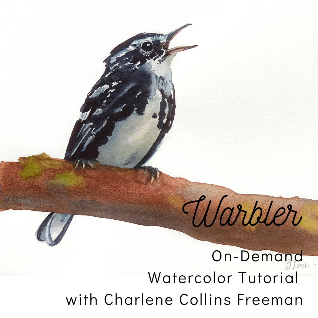 On-Demand Tutorial Black-and-white Warbler Watercolor — Charlene Collins Freeman Art