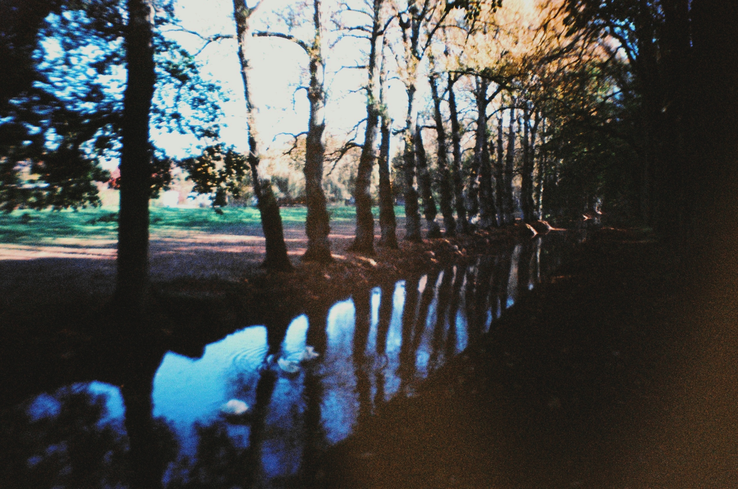 ChenonceauxSwans.jpg
