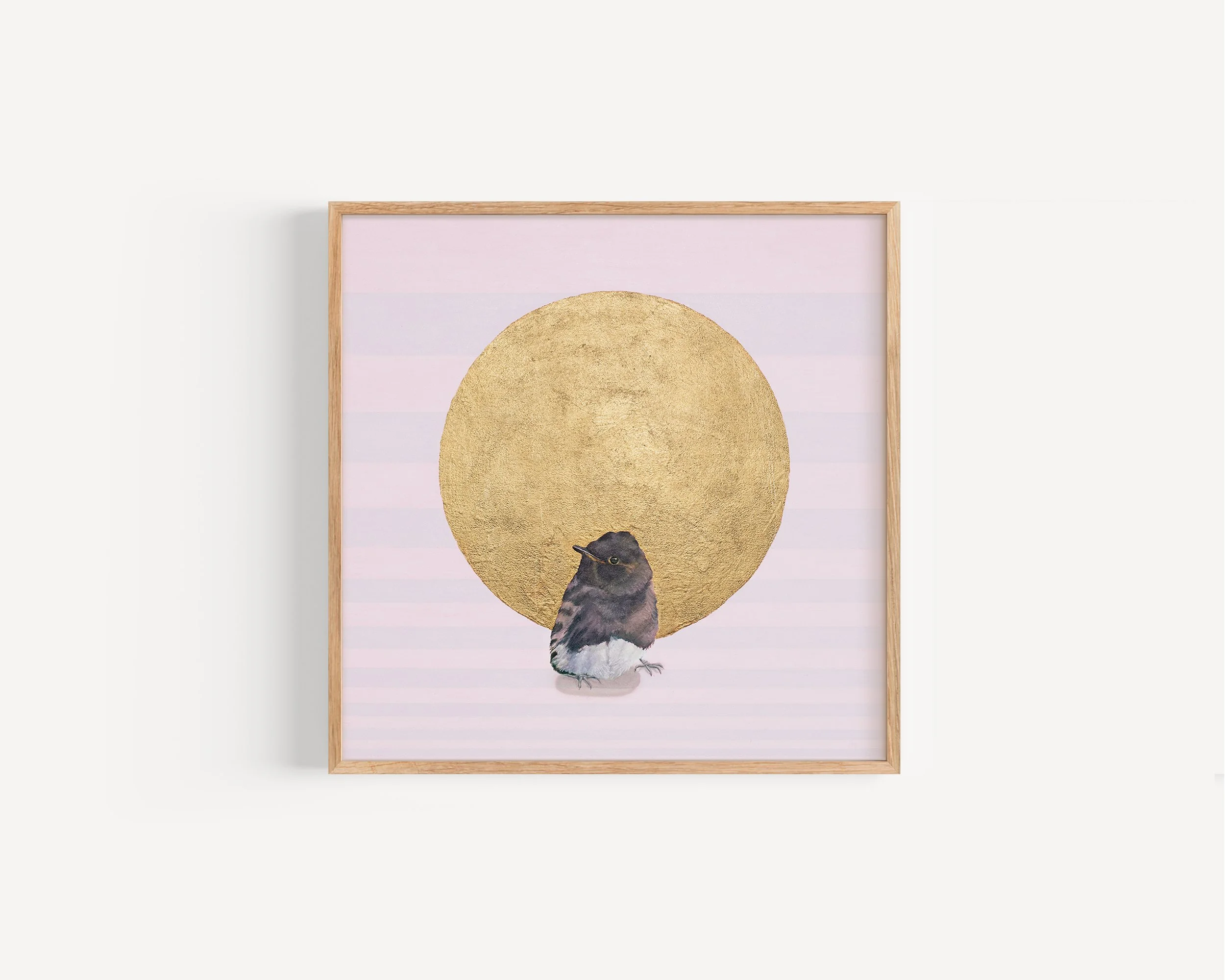 blackphoebe_fullbleed_woodframe.jpg