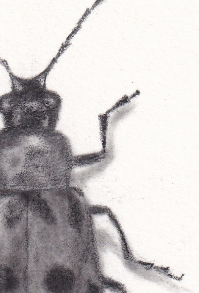 Beetle Detail.png