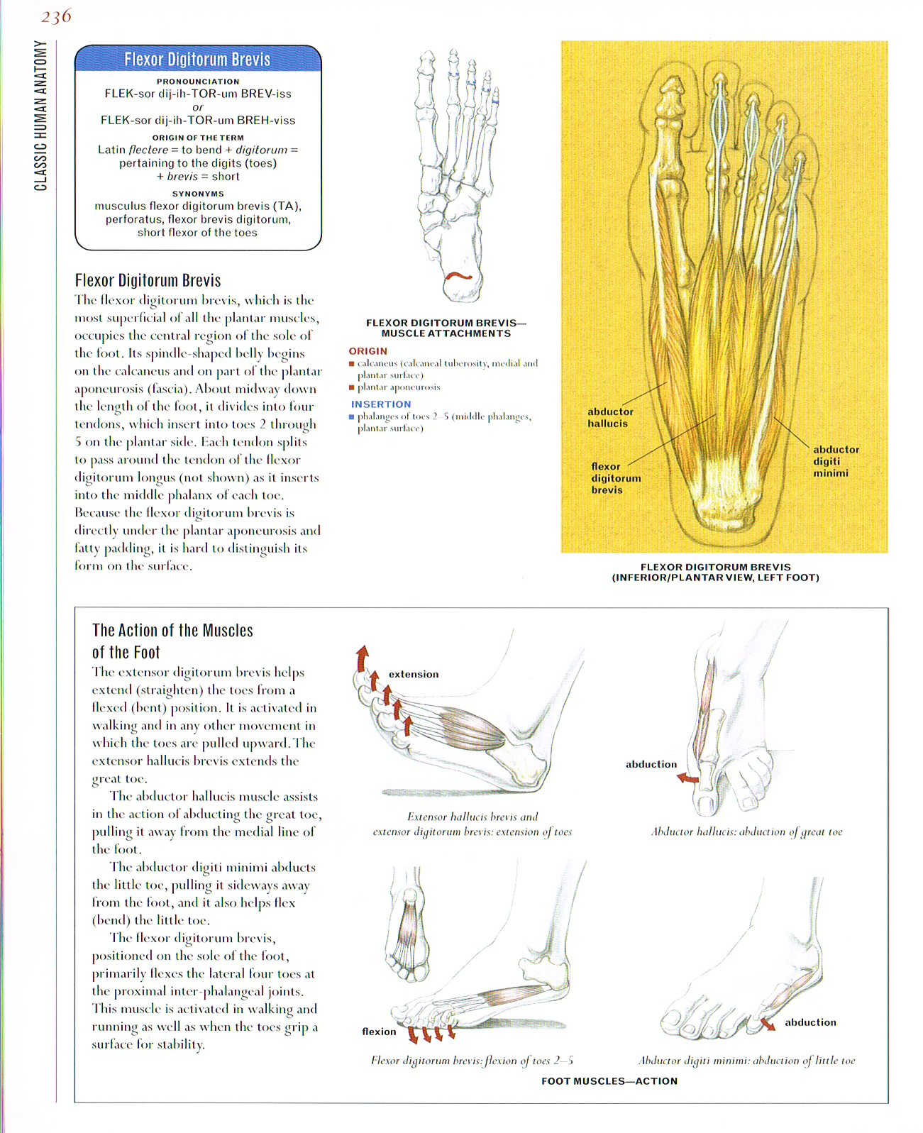 classic human anatomy, anatomy of the foot,flexor digitorum brevis,action of the muscles of the foot, foot muscles