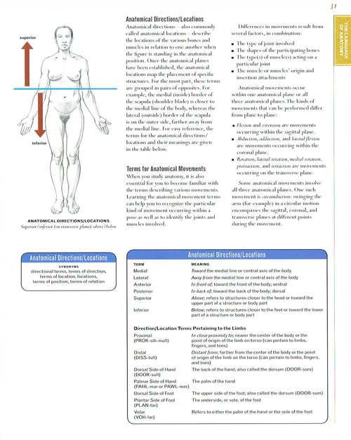 Human Skeleton Direction The Art of Classic Human Anatomy pt.2 — Art & Animation