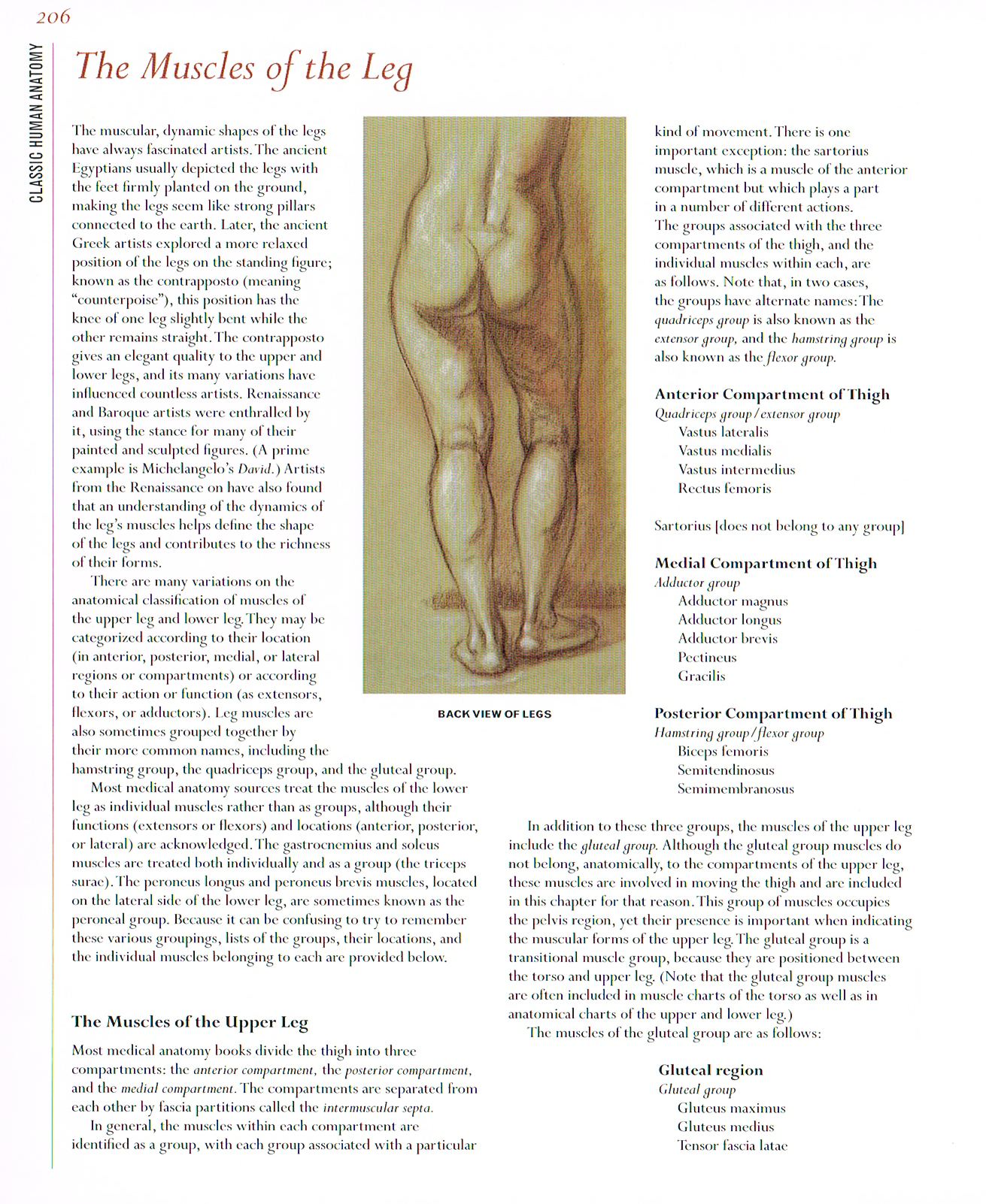 classic human anatomy,valerie l winslow,muscles of the upper leg, quadriceps,adductor,hamstring