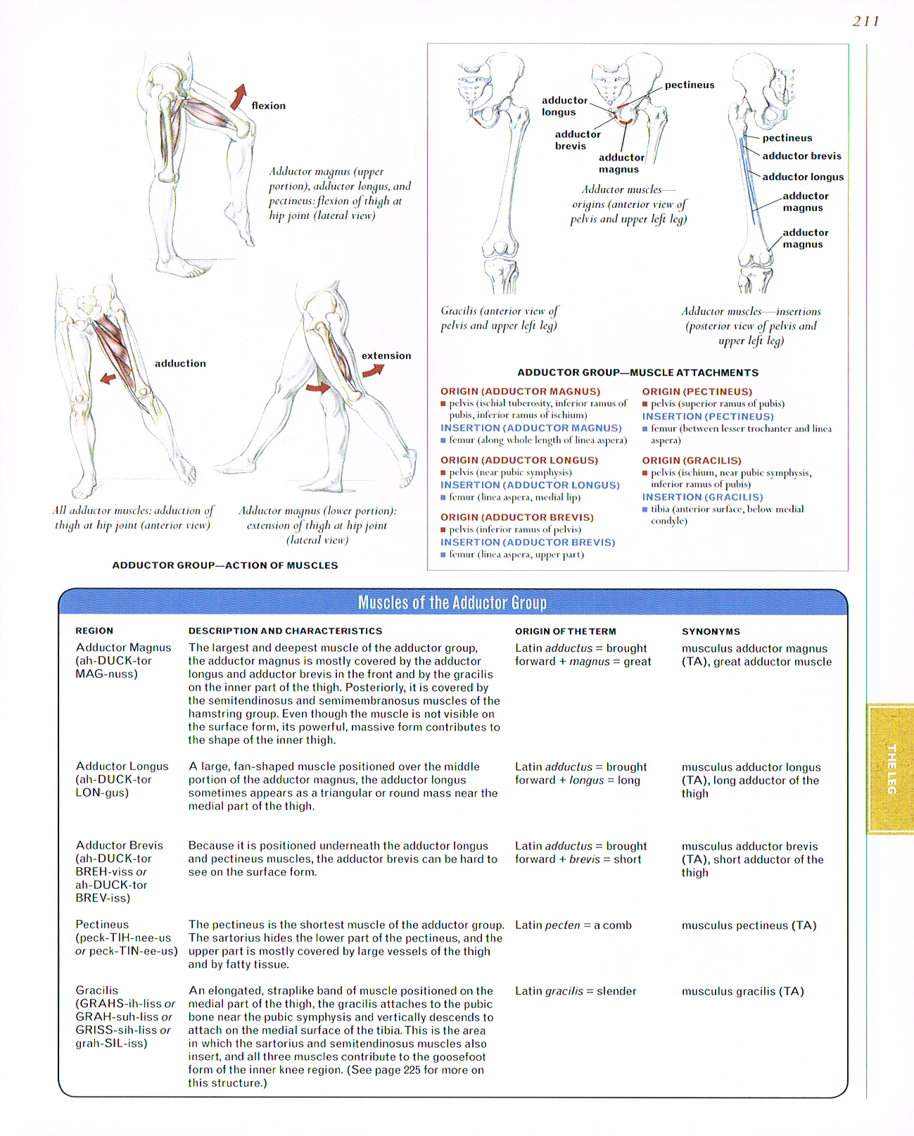classic human anatomy,valerie l winslow,muscles of the adductor group, adductor Magnus,adductor longus,adductor brevis,pectineus,gracilis, leg anatomy, muscles of the legs