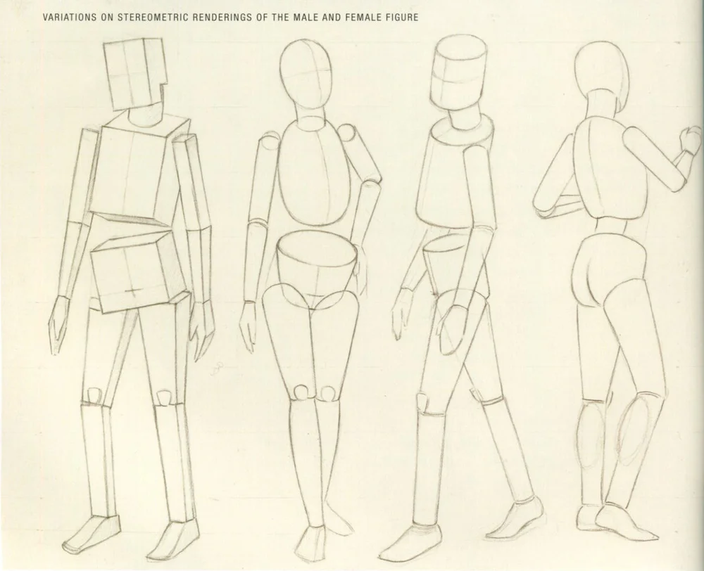 Basic Human Anatomy — Art & Animation