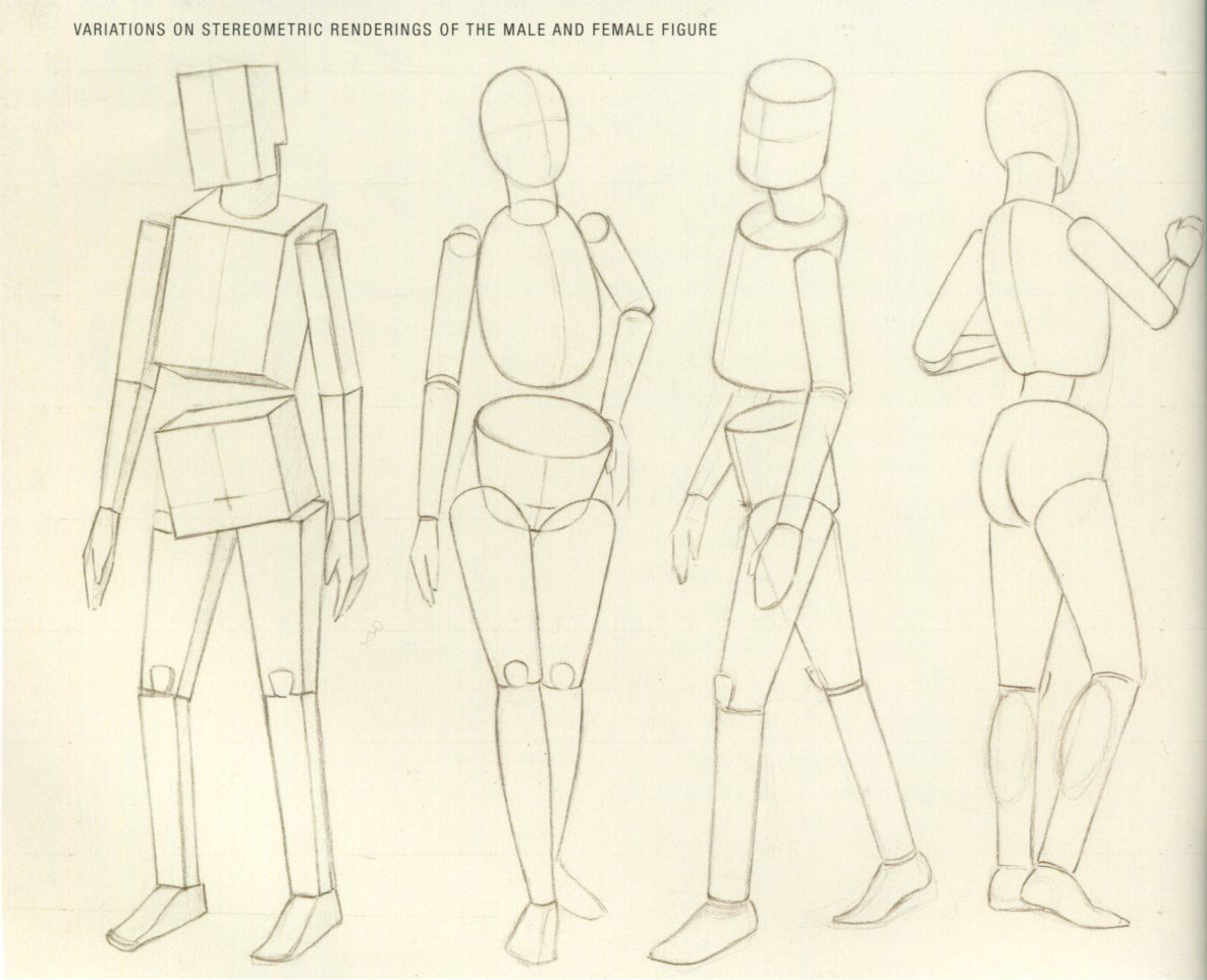 Basic Human Anatomy Alex Escobar Art Animation