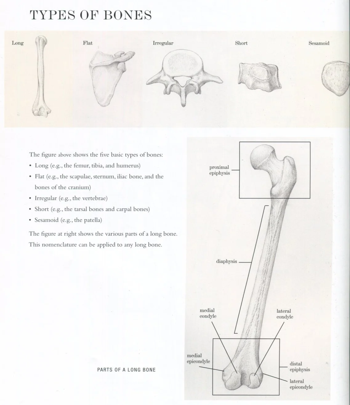 Landmarks of the Skeleton — Art & Animation