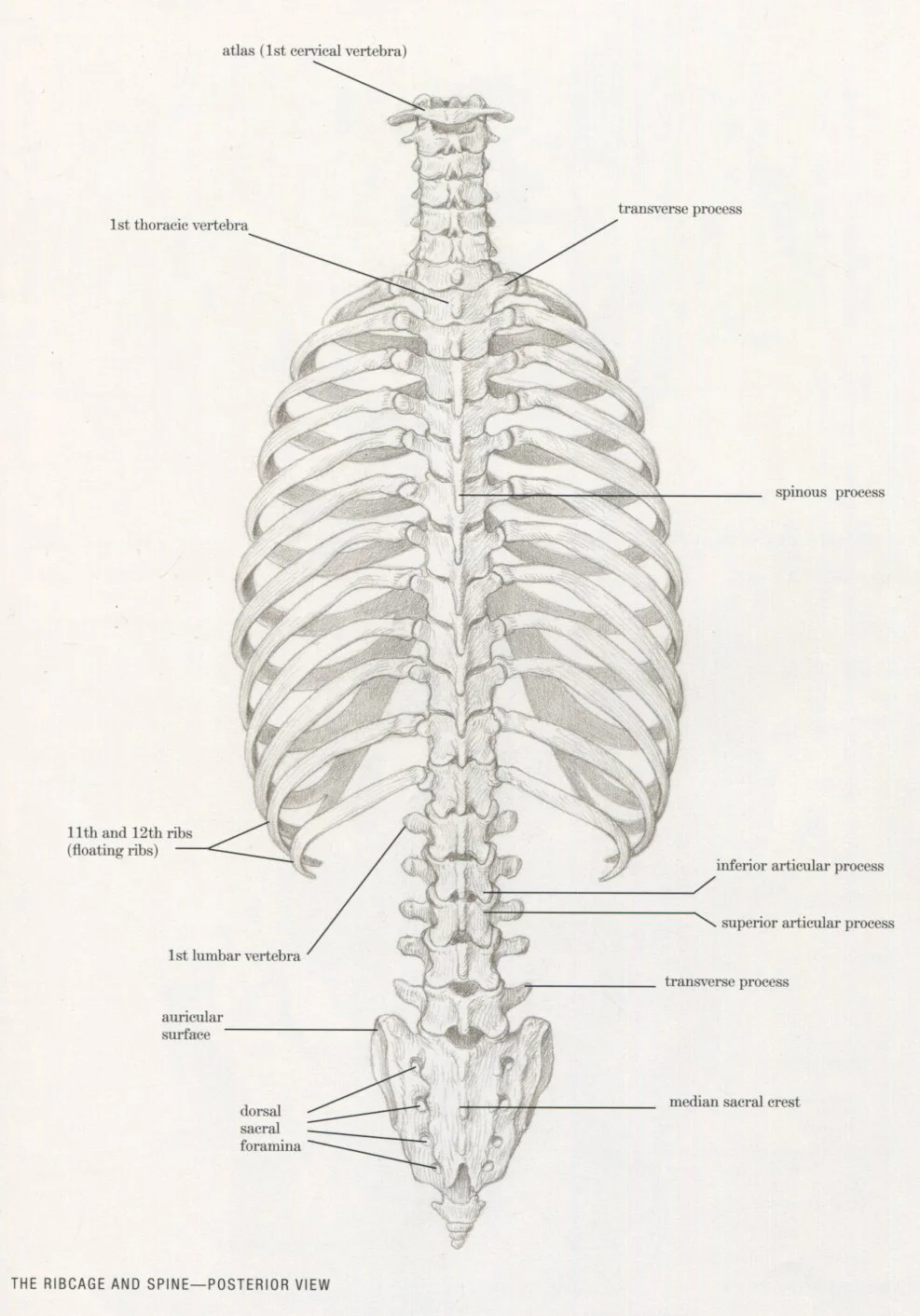 Landmarks of the Skeleton — Art & Animation
