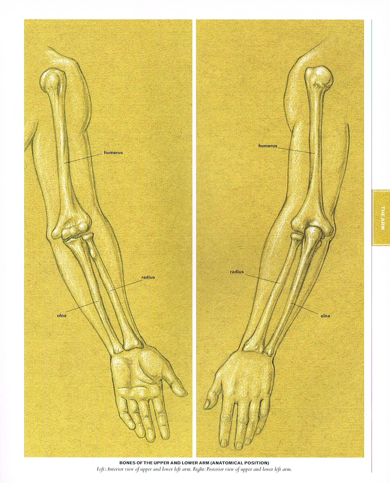 The Bones of the Upper and Lower Arm