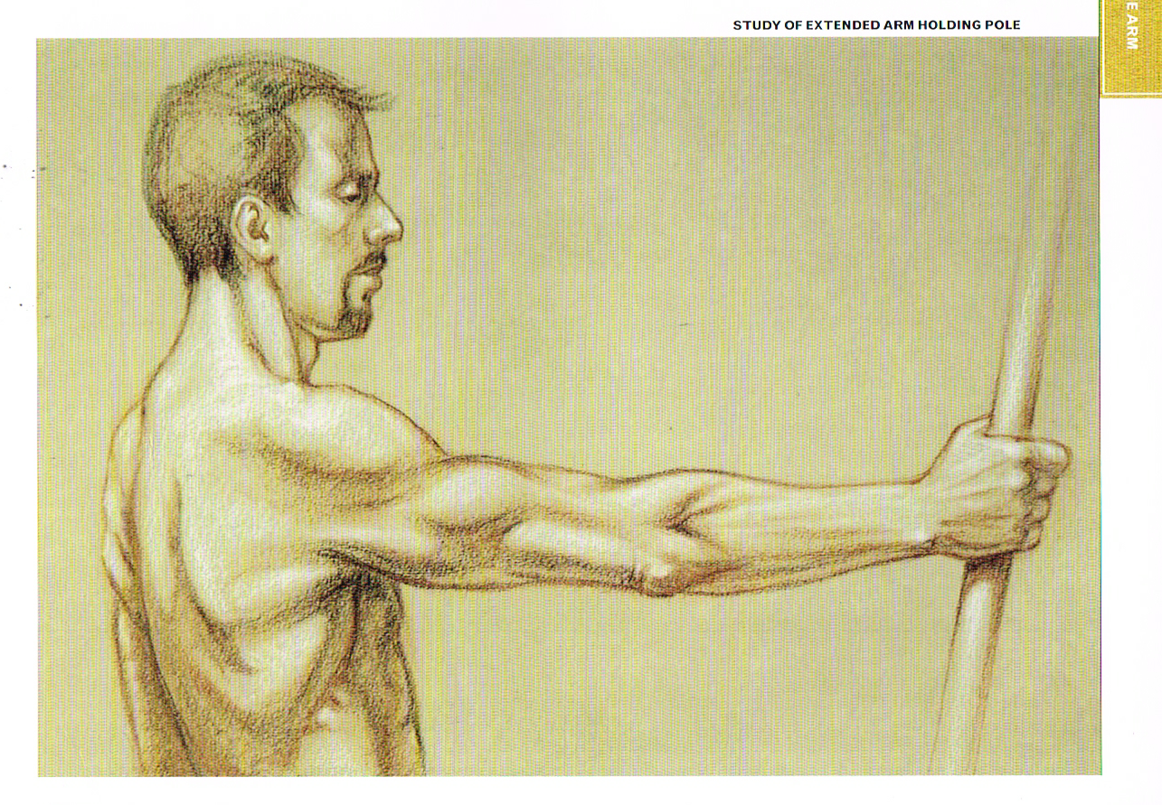 Muscles of the Upper Arm and Lower Arm pt.1