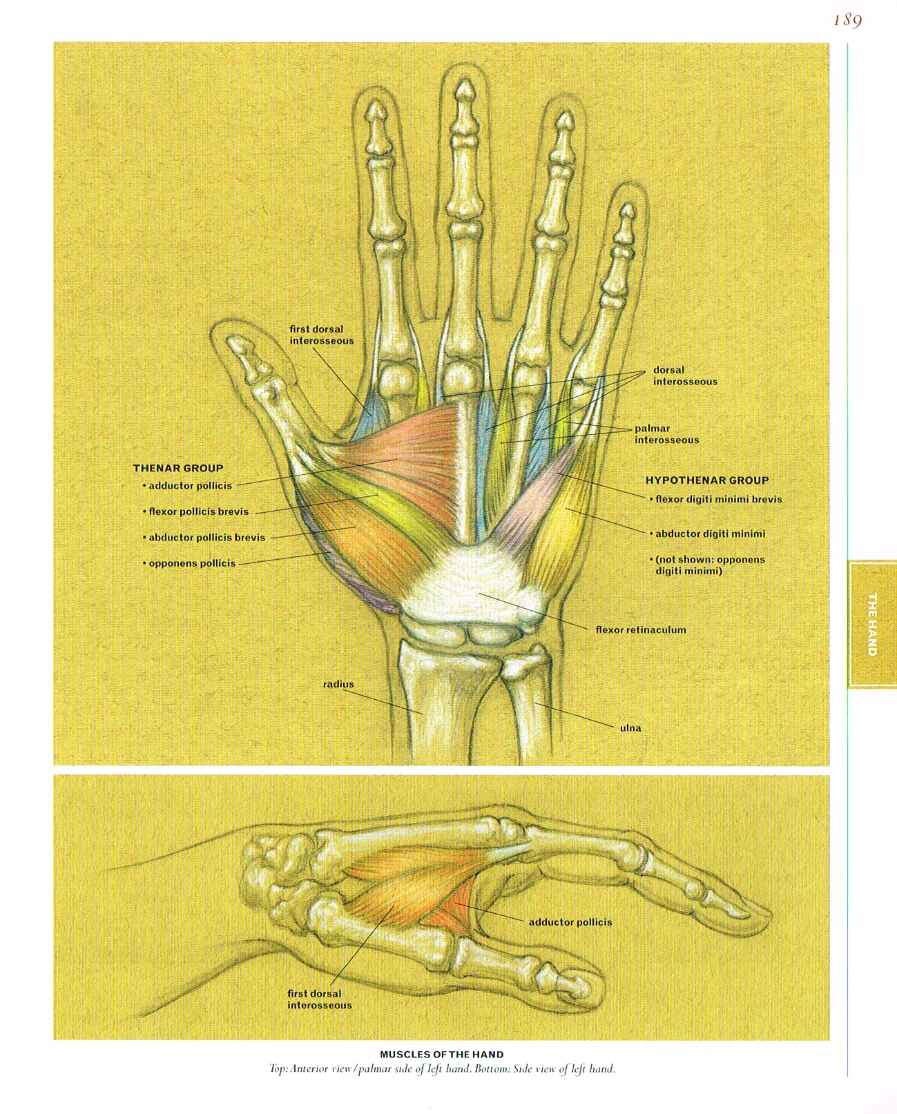 Bones of the Hand pt.2