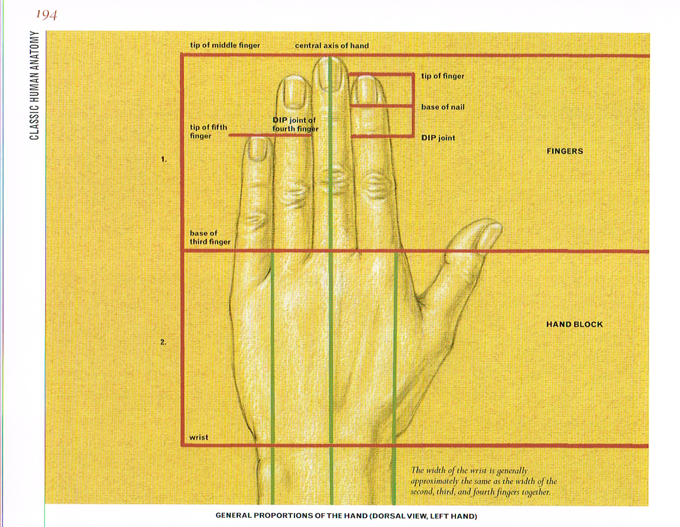 Bones of the Hand pt.3