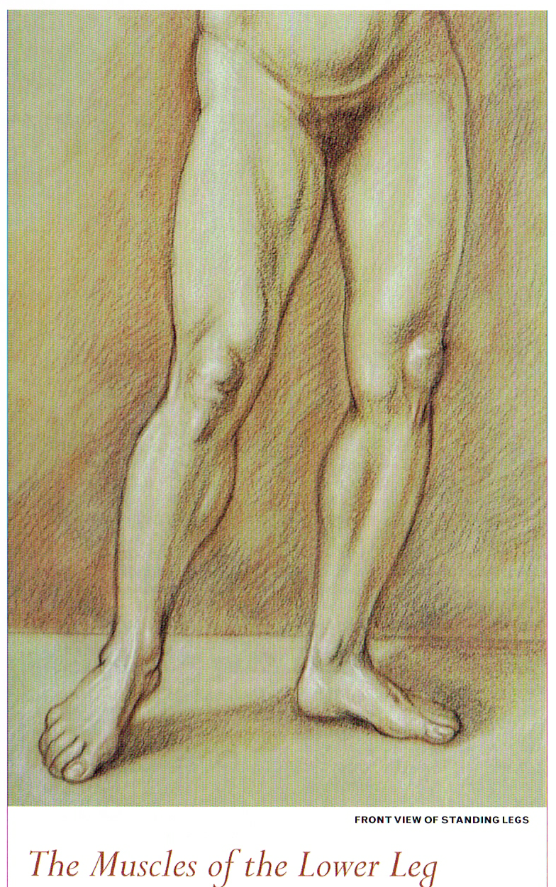 Anatomy of the Leg pt.2