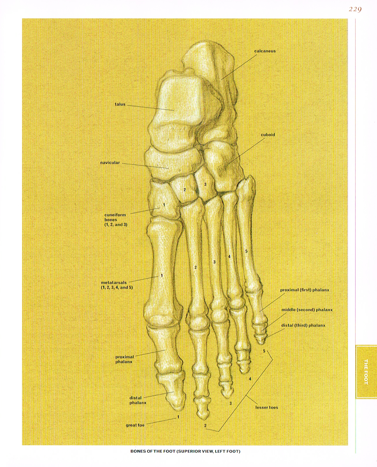 Anatomy of The Foot pt.1
