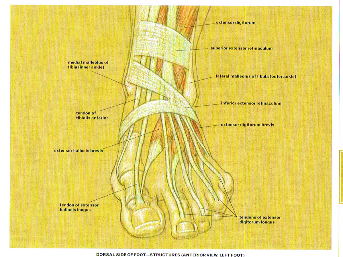 Anatomy of The Foot pt.2