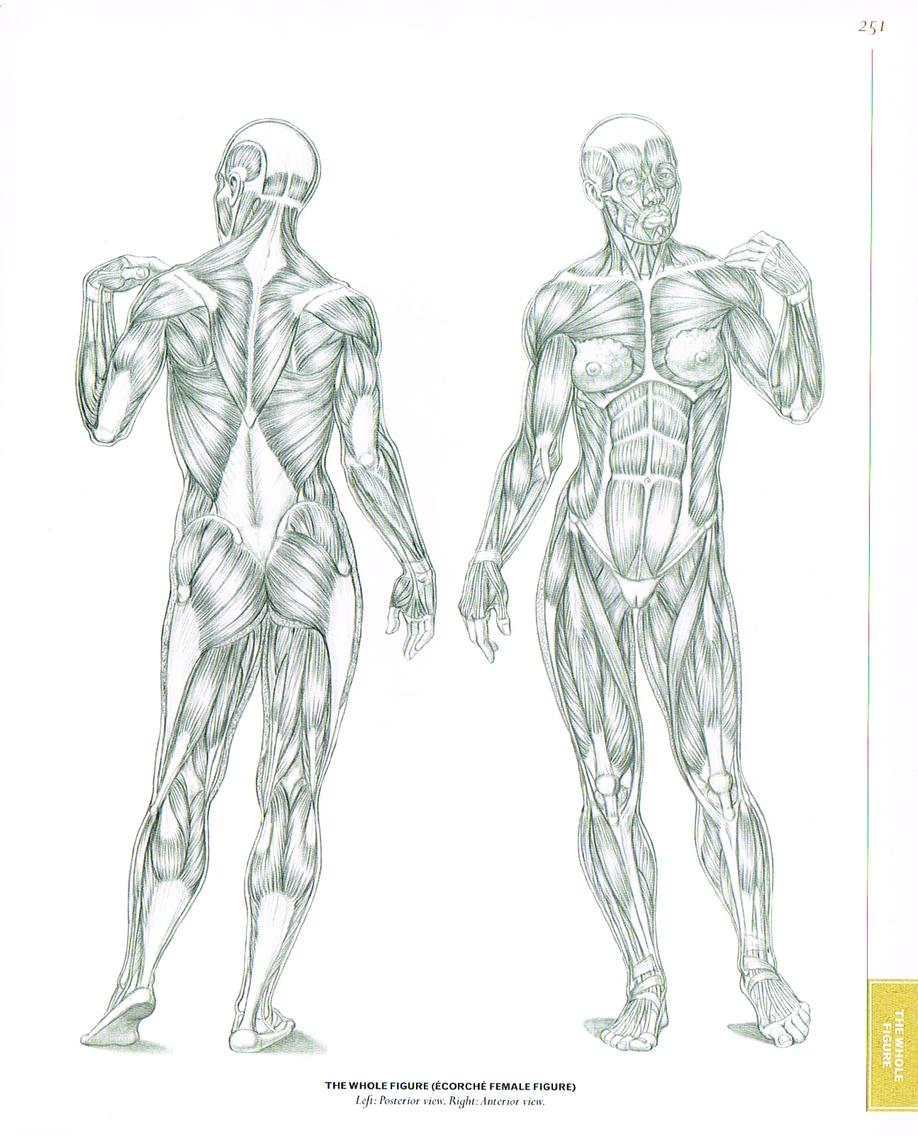 The Structure and Proportions of the Figure pt.1