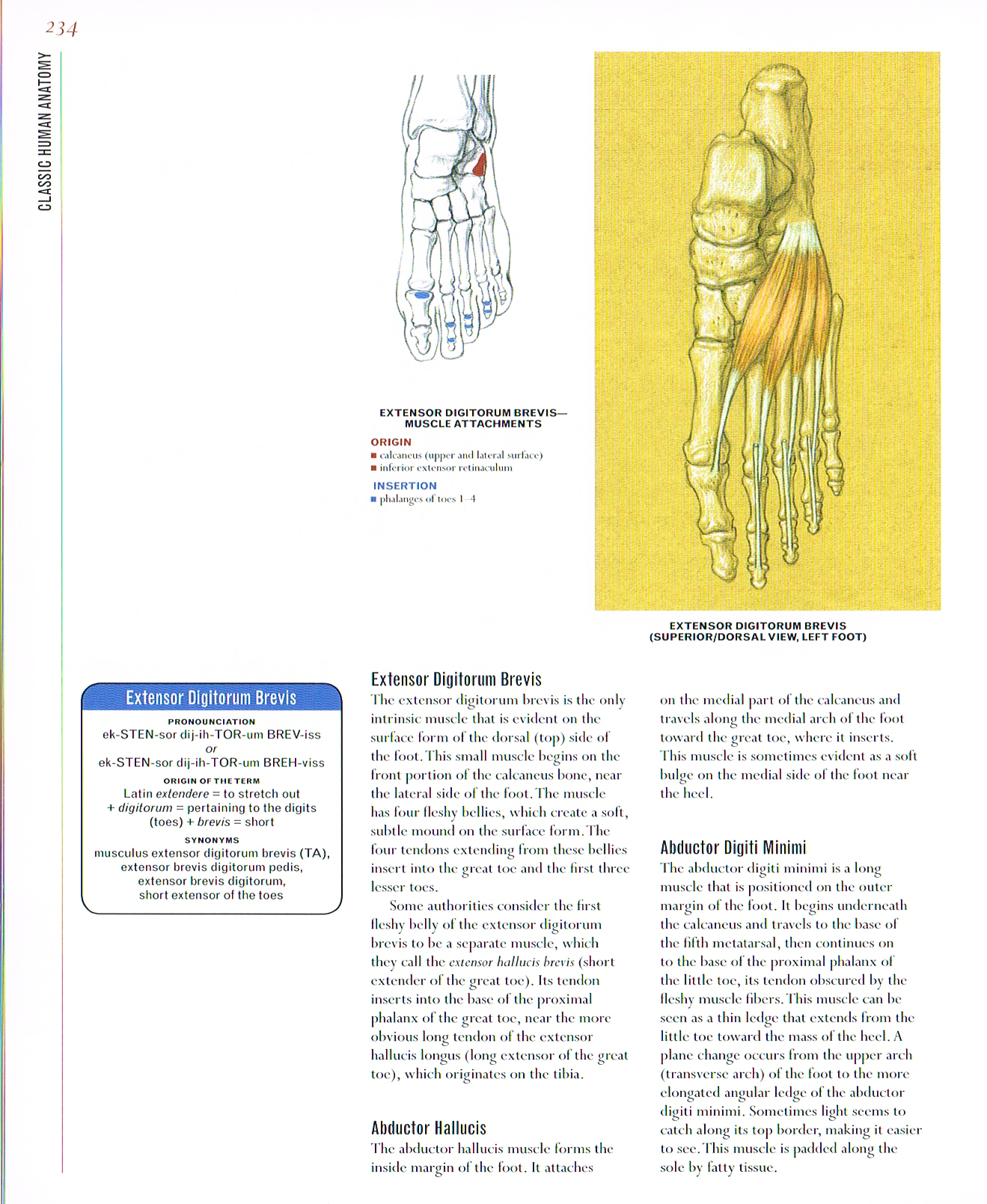 classic human anatomy, anatomy of the foot, extensor digitorum brevis,