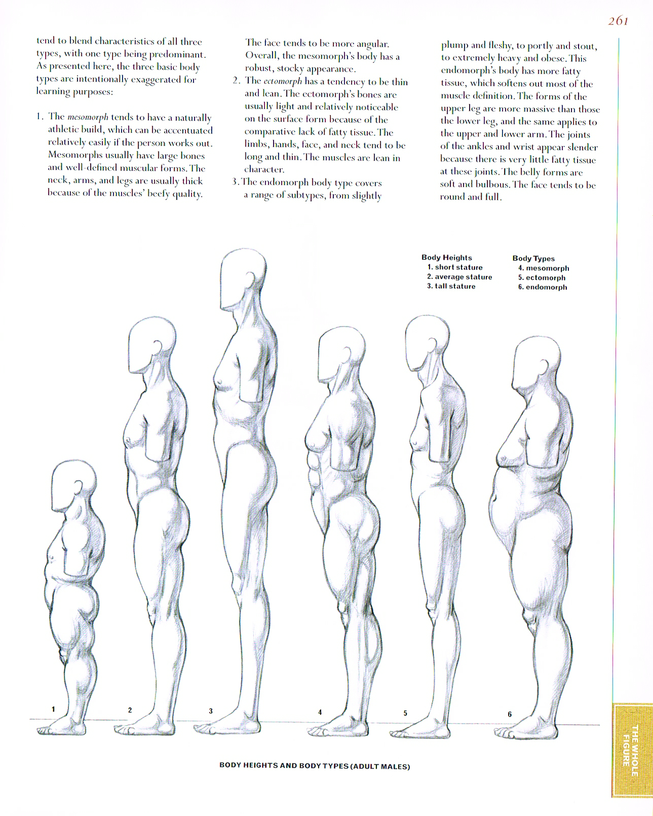 classic human anatomy,anatomy for art,anatomy drawings,anatomy proportions,body heights and body types male anatomy chart,male body types chart drawing