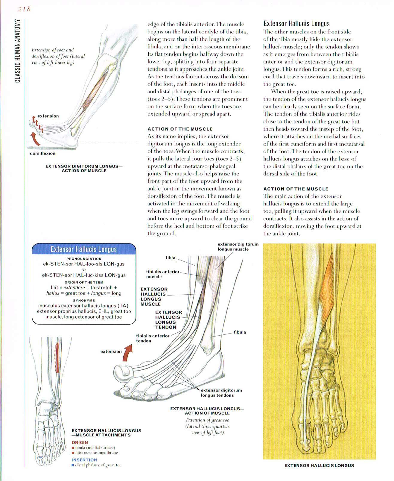 the art of classic human anatomy,classic human anatomy artbook,valerie l winslow,anatomy art, extensor hallucis longus,lower leg muscles