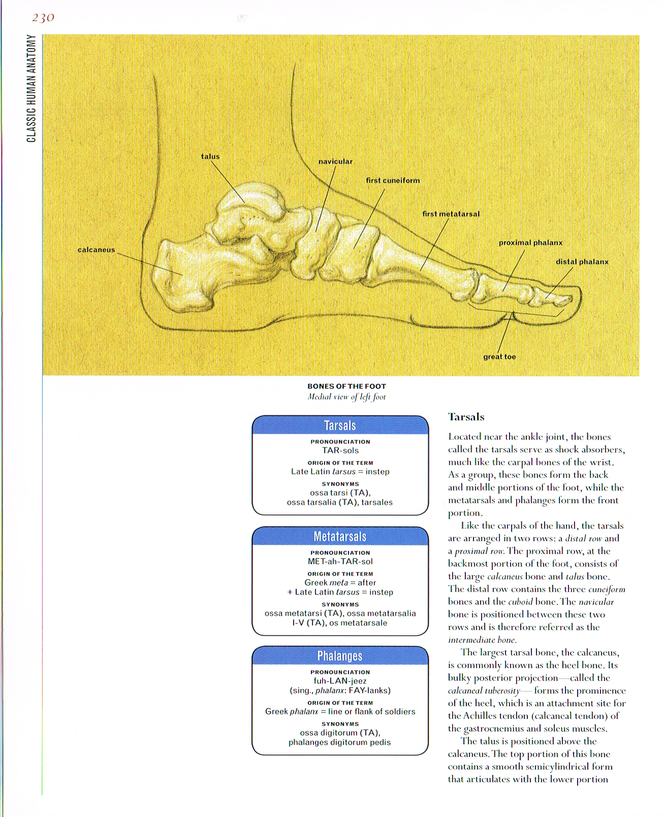 bones of the foot,classic human anatomy,anatomy art,foot anatomy,tarsals,metarsals,phalanges