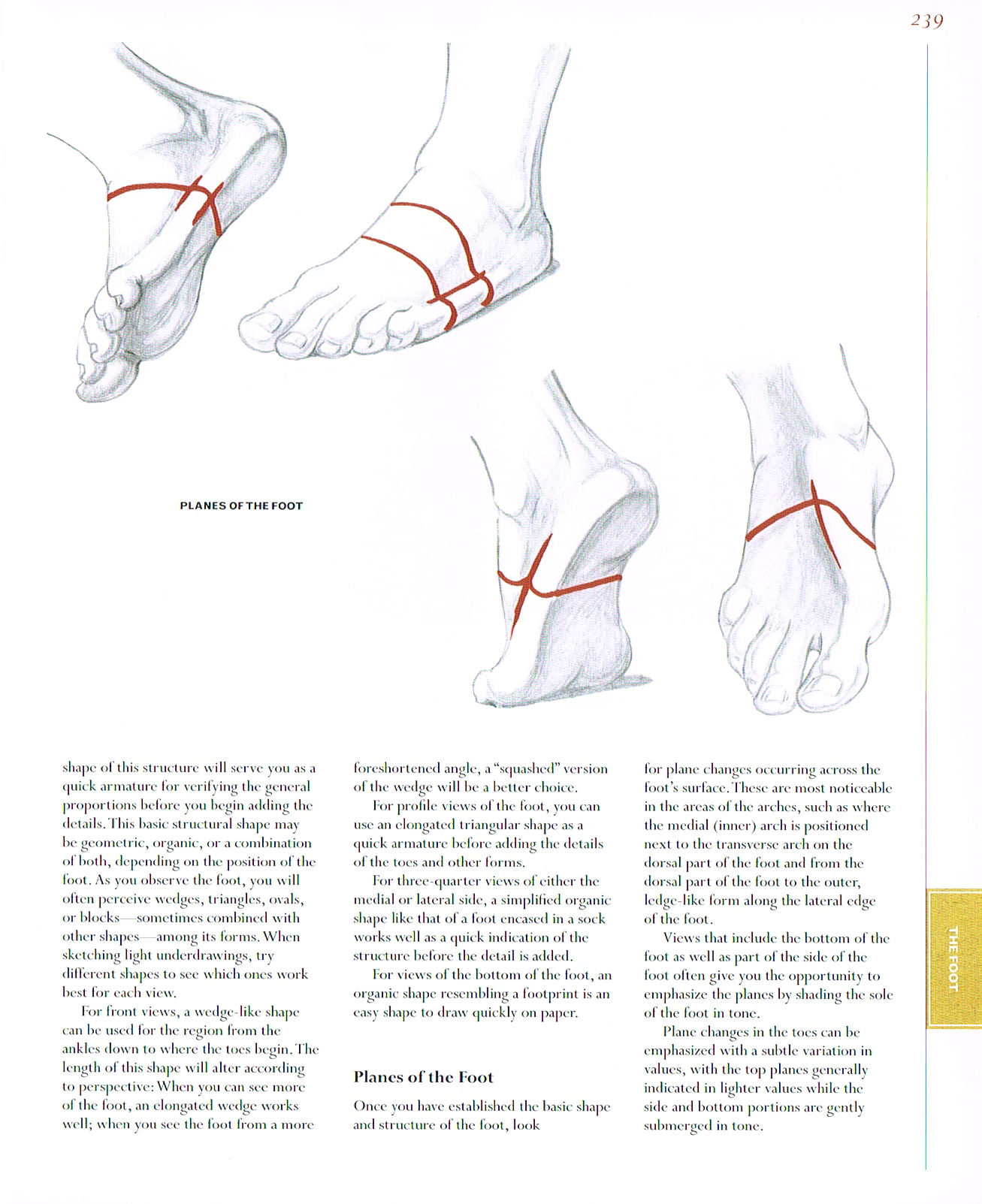 classic human anatomy, anatomy of the foot, planes of the foot