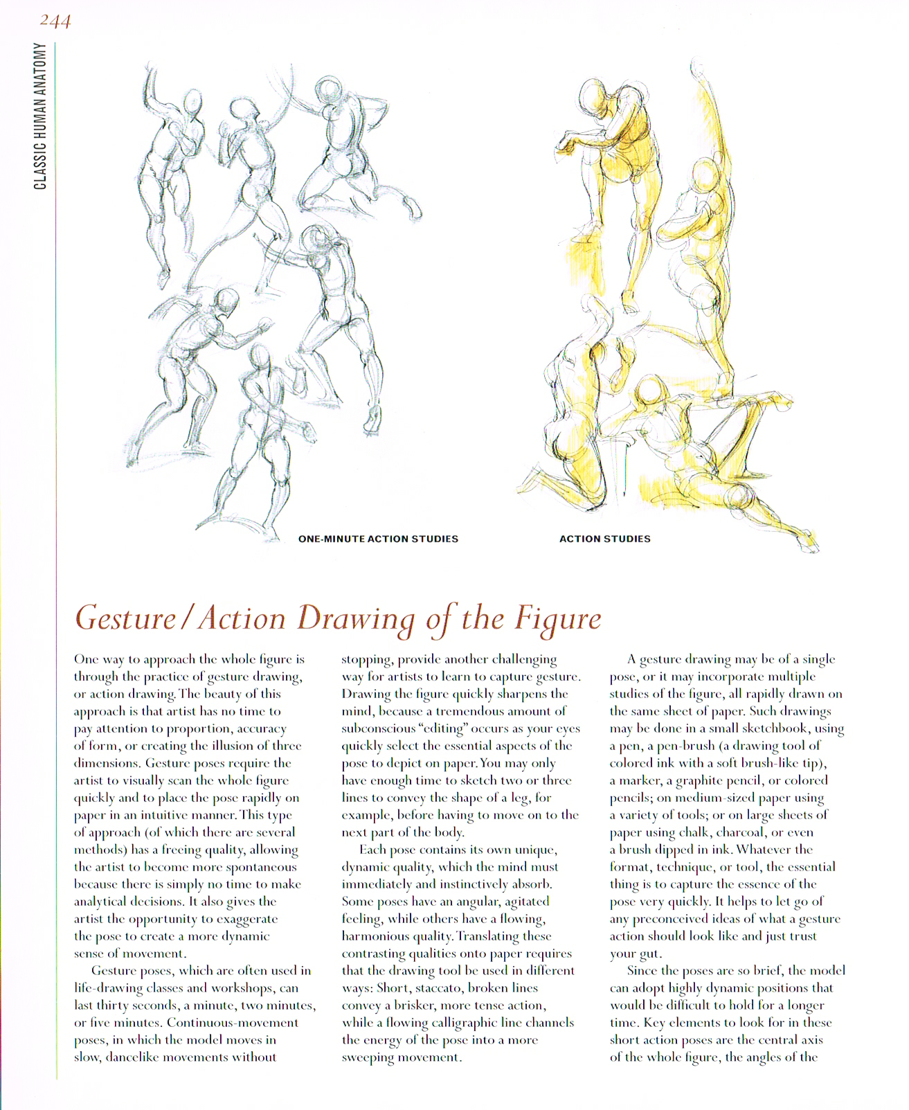 classic human anatomy,anatomy art,valerie l winslow,anatomy drawings,the figure anatomy drawings,