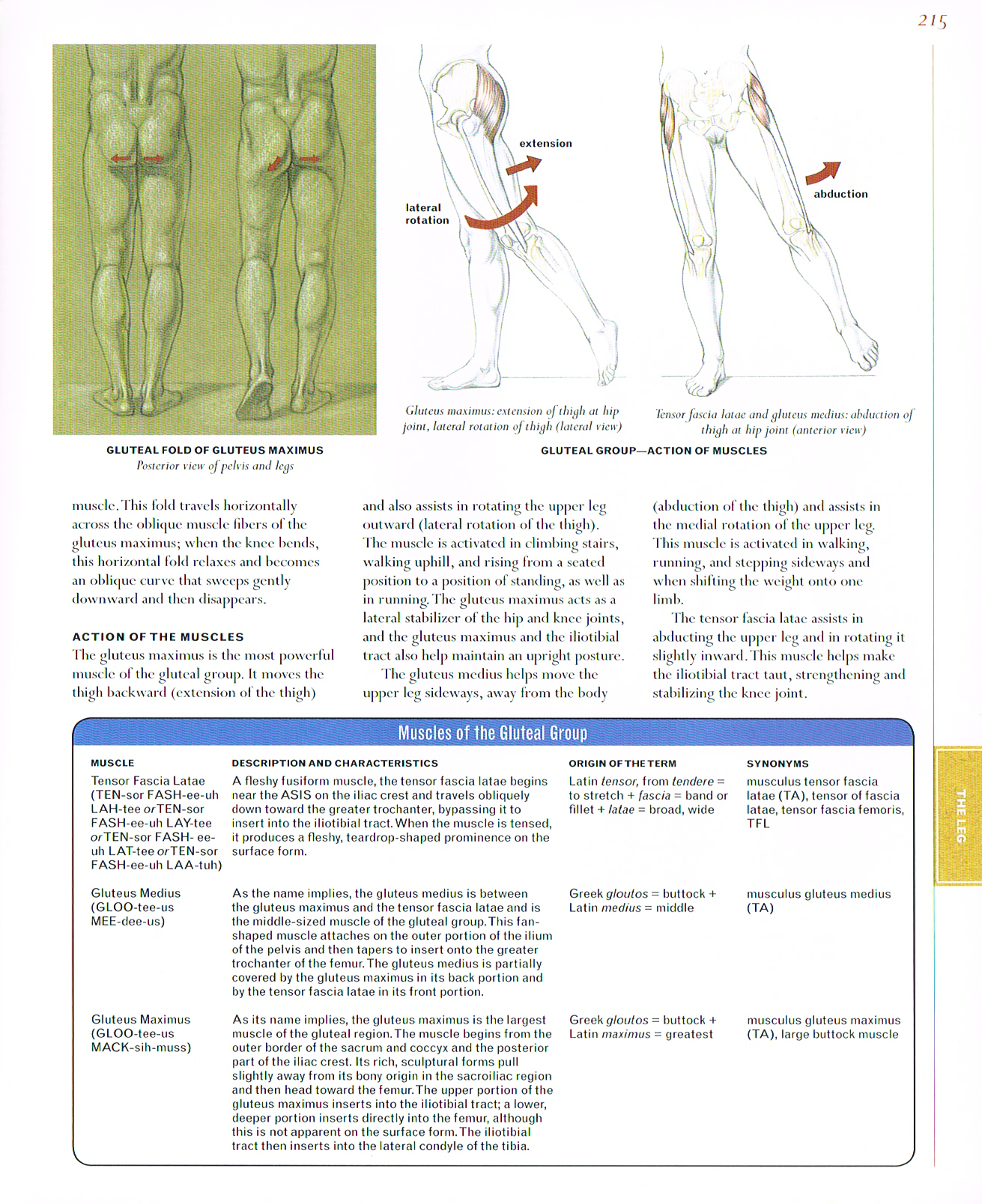 the art of classic human anatomy,classic human anatomy artbook,valerie l winslow,anatomy art, gluteal muscle group, tensor fascia later,gluteus medius, gluteus maximums