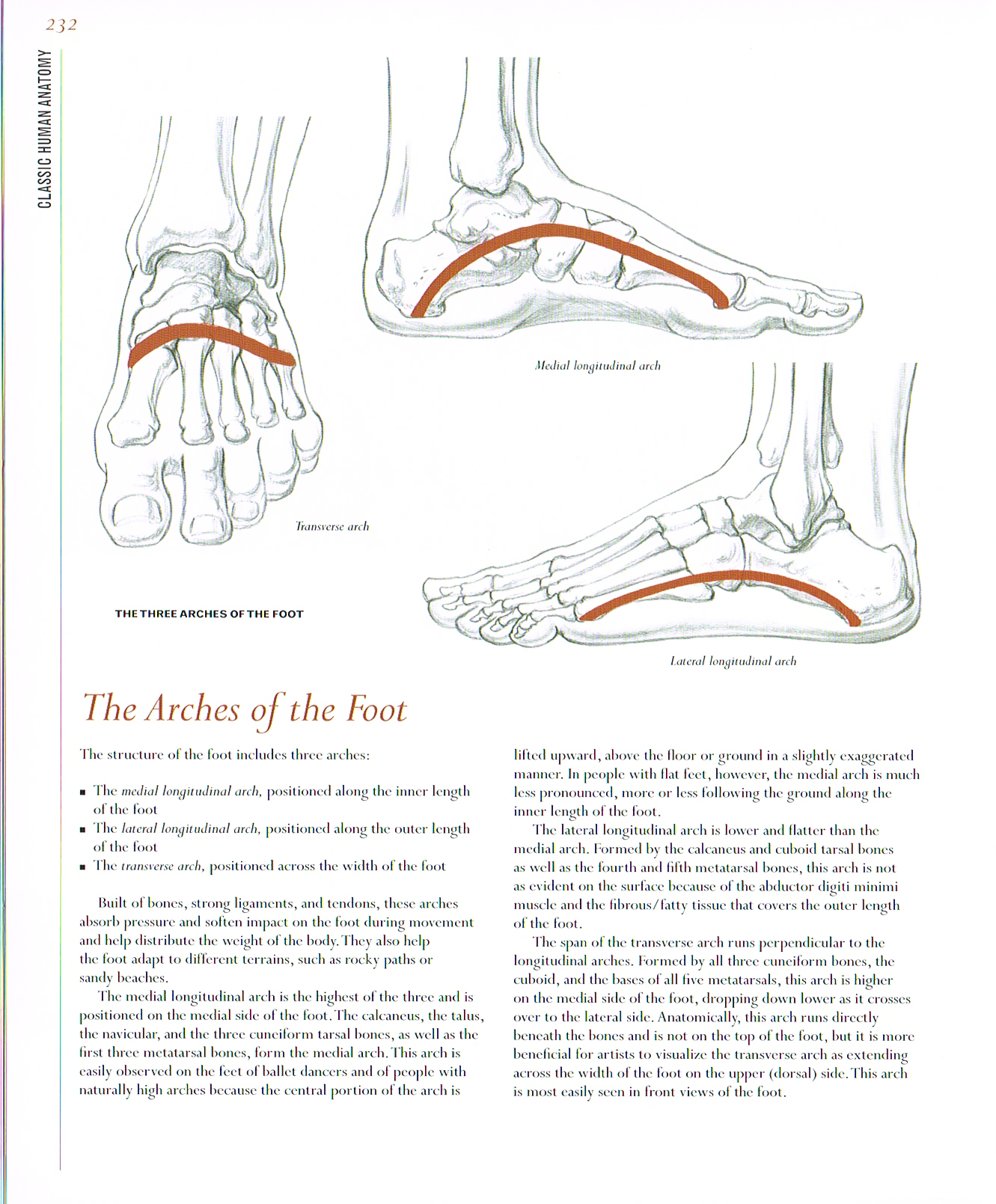 arches of the foot,classic human anatomy,anatomy art,foot anatomy, three arches of foot, medial longitudinal arch, lateral longitudinal arch,transverse arch,