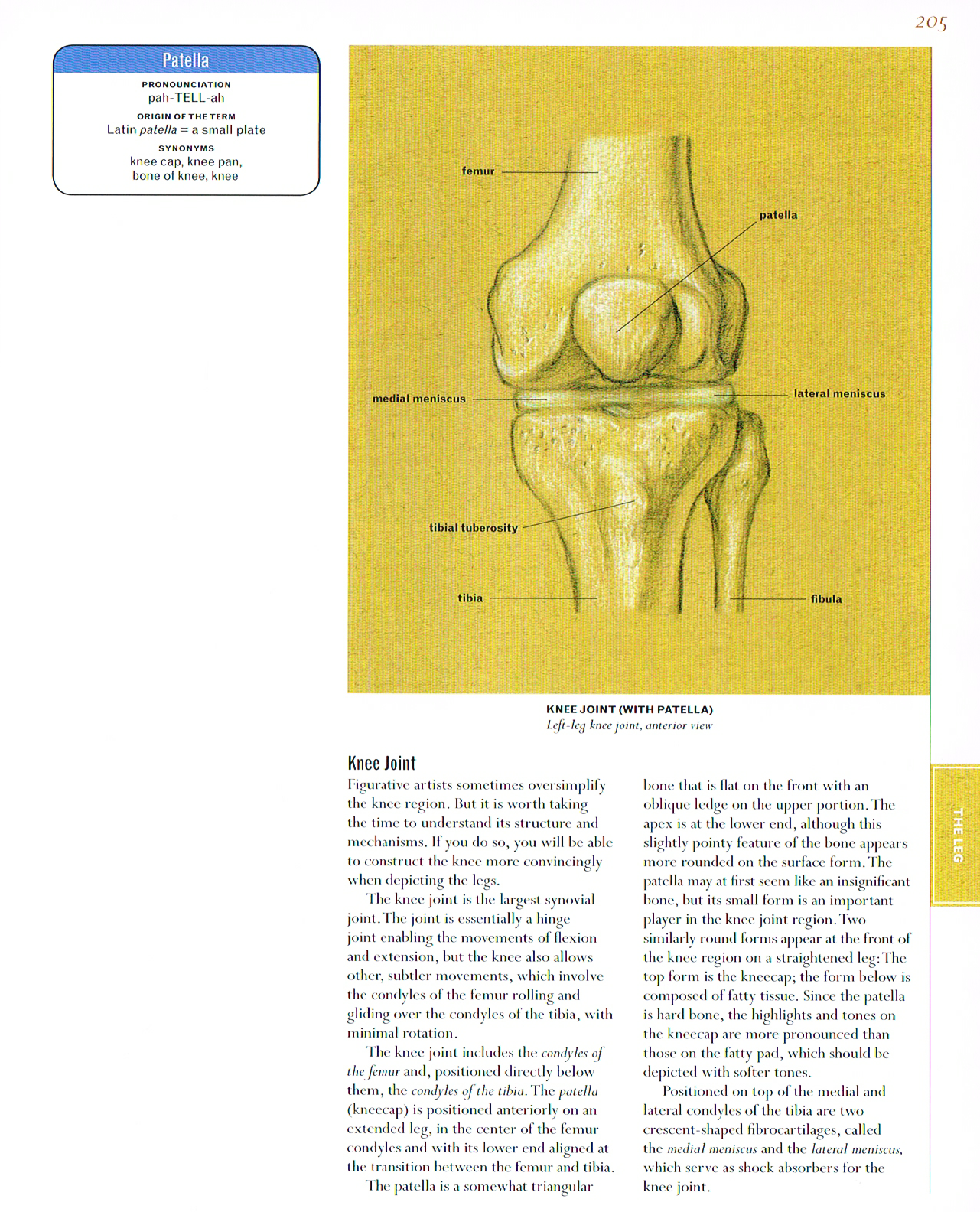 classic human anatomy,valerie l winslow,knee joint drawing, patella anatomy drawing