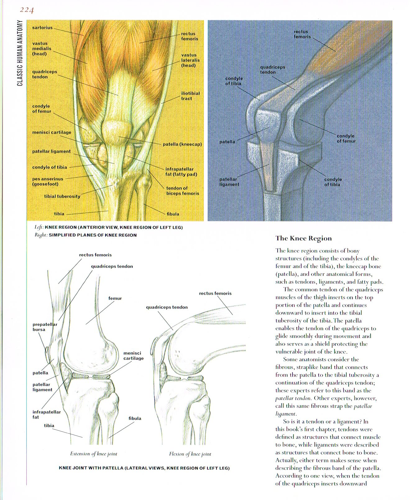 the art of classic human anatomy,classic human anatomy artbook,valerie l winslow,anatomy art, knee region anatomy, knee joint diagram, knee joint patella