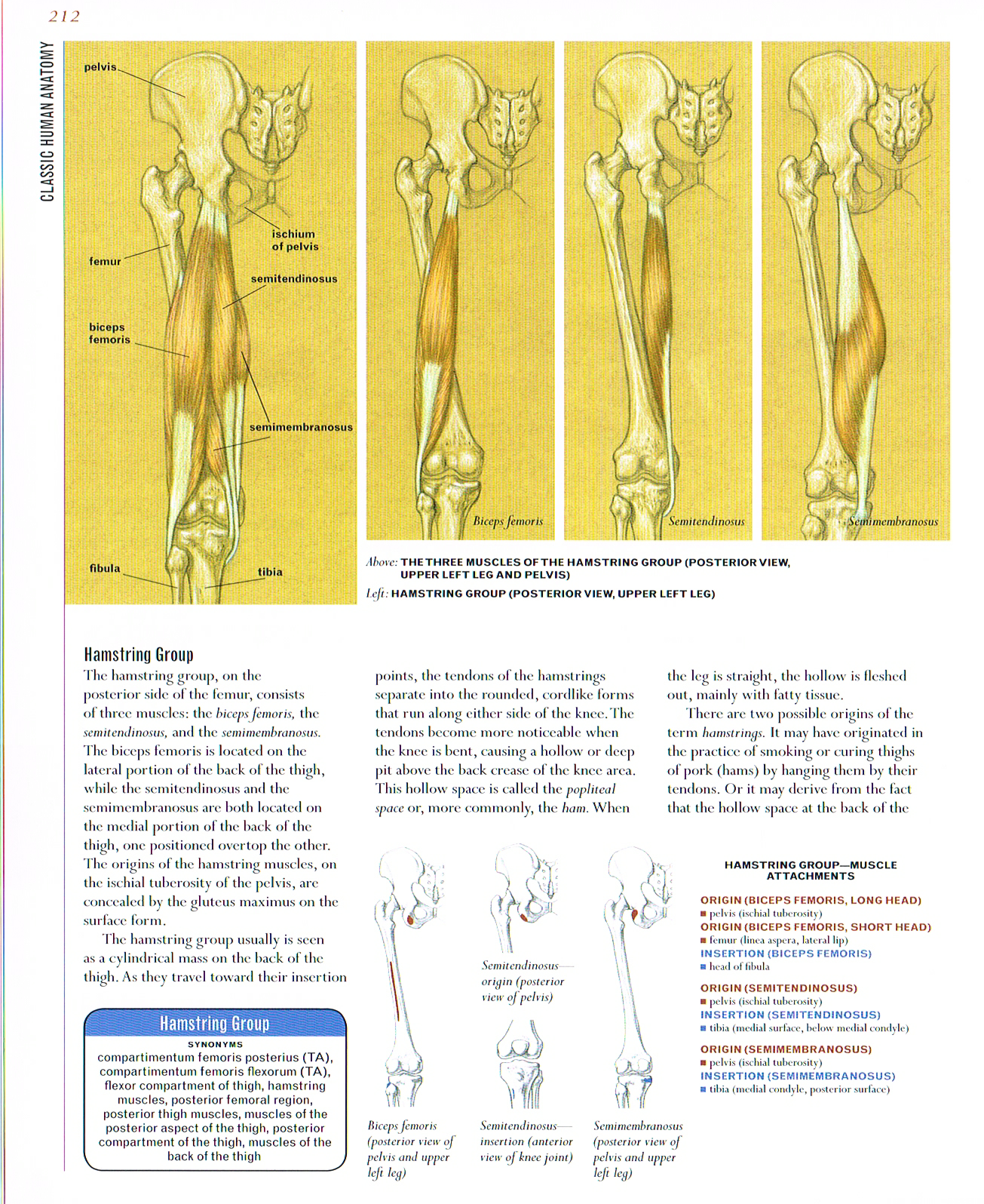 biceps femoris,semitendinous,semimembranosus,the art of classic human anatomy,classic human anatomy artbook,valerie l winslow,anatomy art,hamsting group anatomy,