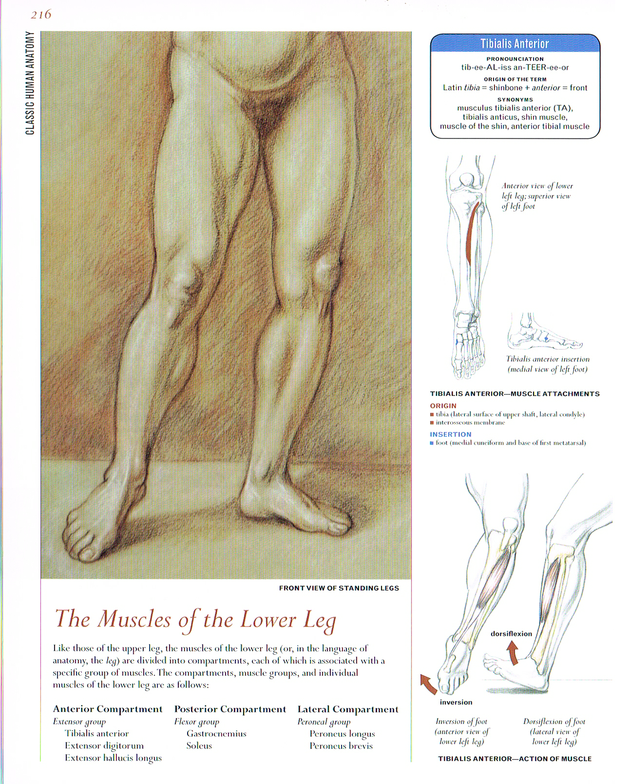 the art of classic human anatomy,classic human anatomy artbook,valerie l winslow,anatomy art, muscles of the lower leg,tibialis anterior