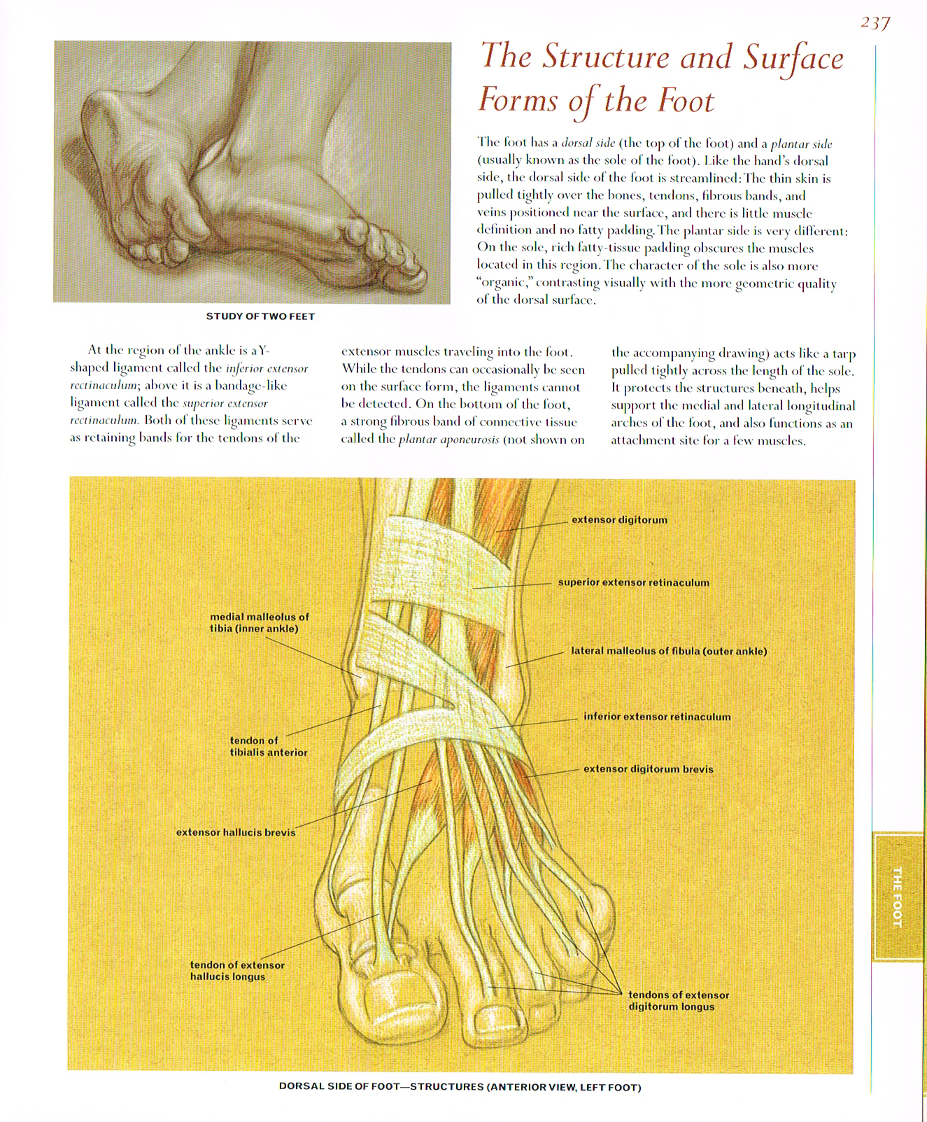 classic human anatomy, anatomy of the foot, structure and surface forms of the foot,dorcal side foot anatomy, foot anatomy