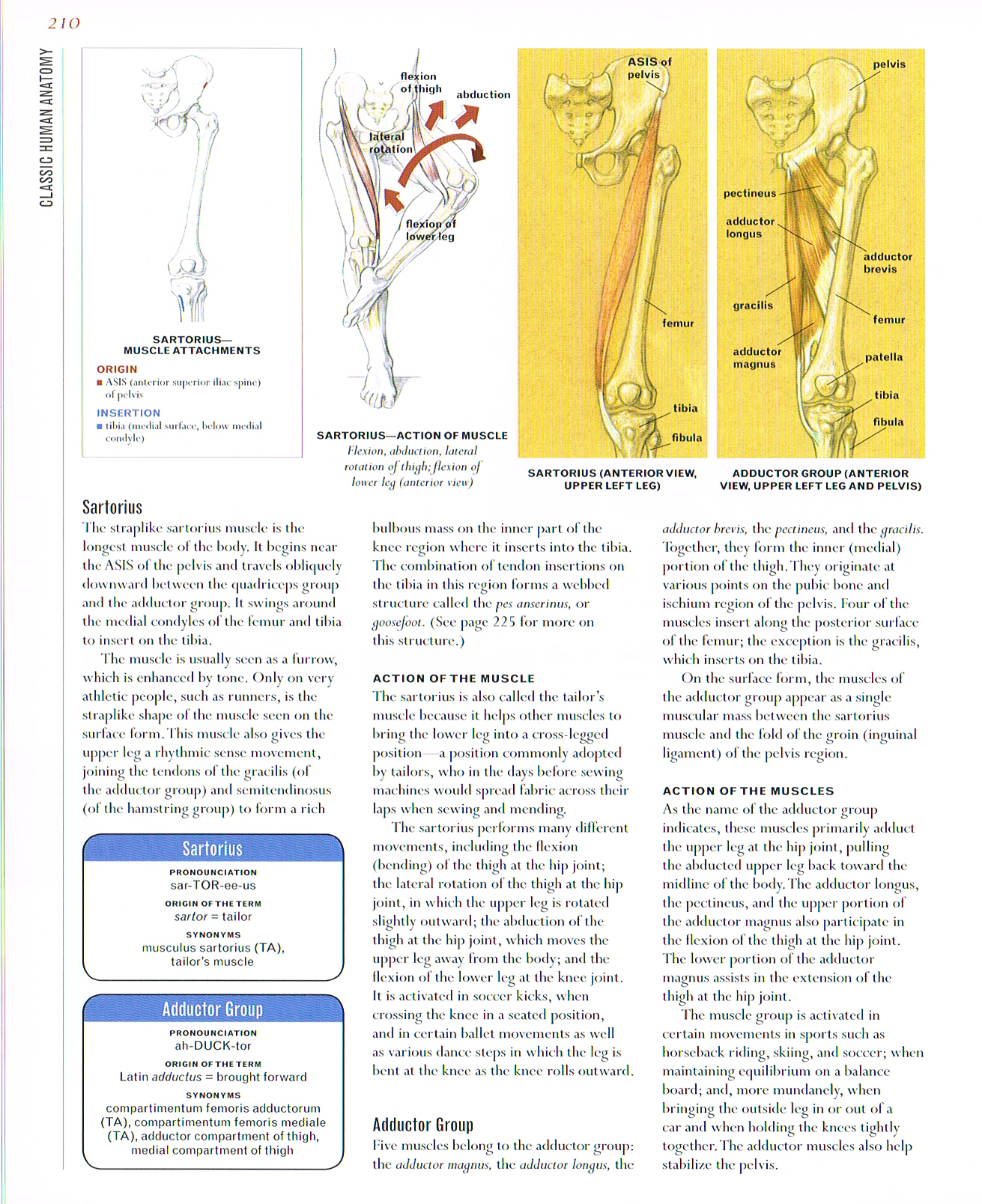 classic human anatomy,valerie l winslow,sartorius muscle, adductor group muscle, anatomy drawings, anatomy of legs