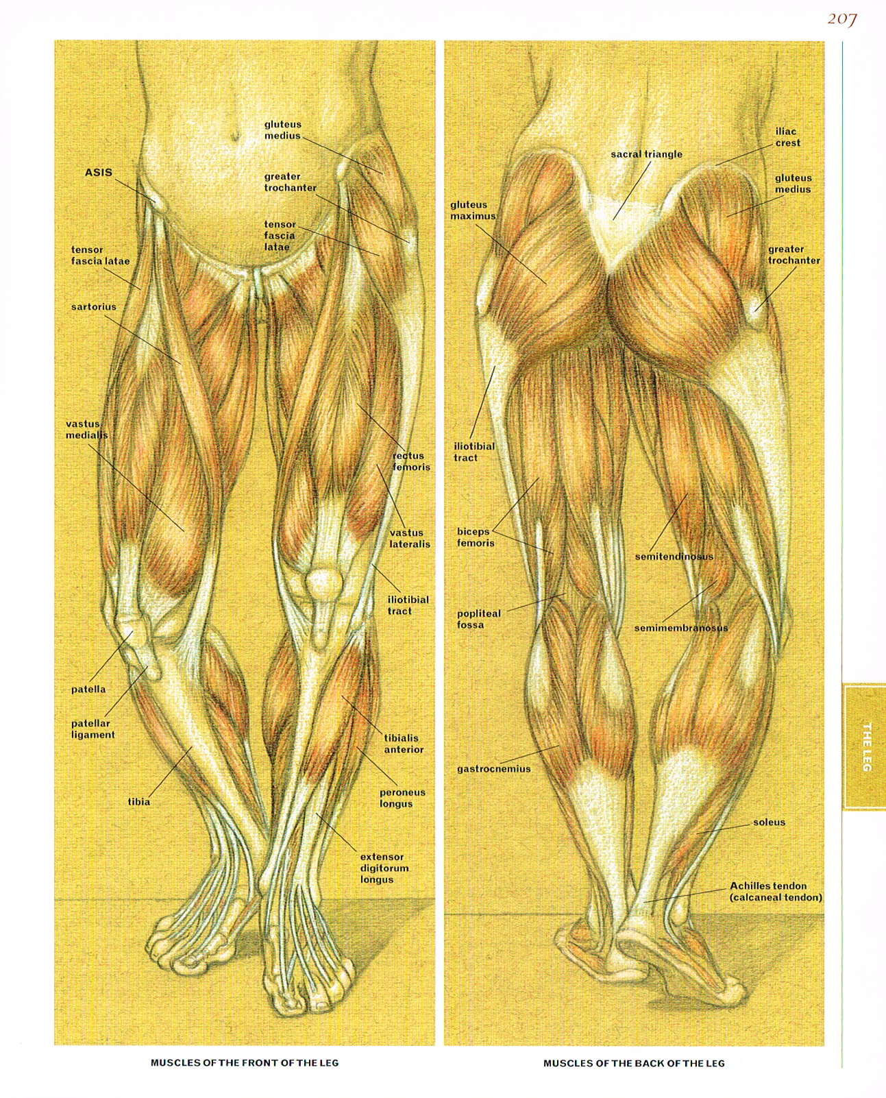 classic human anatomy,valerie l winslow,muscles of the front and back of the leg, leg muscle diagram