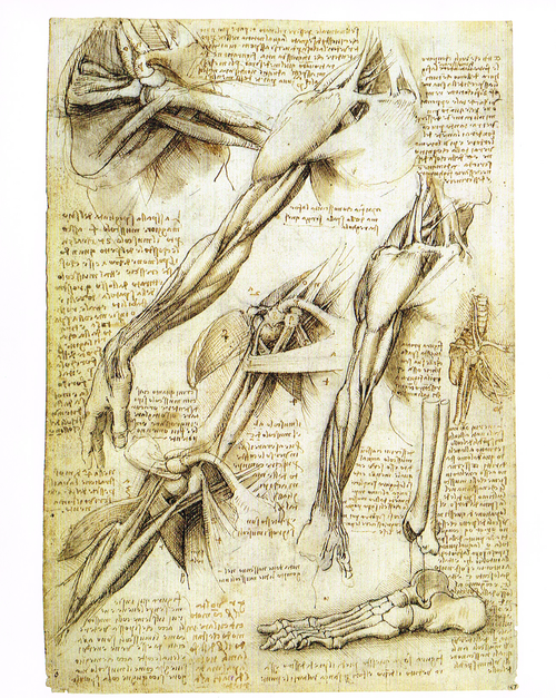 The Art of Classic Human Anatomy pt.1 — Art & Animation