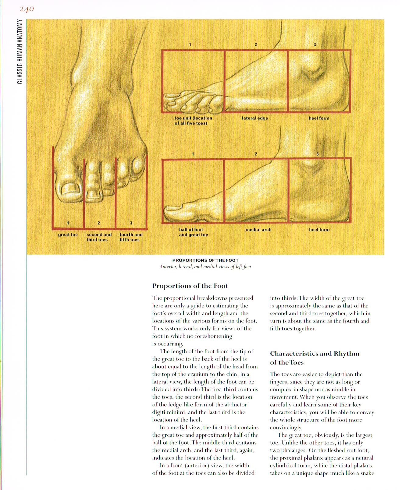 classic human anatomy, anatomy of the foot, proportions of the foot, rhythm of the toes, foot anatomy