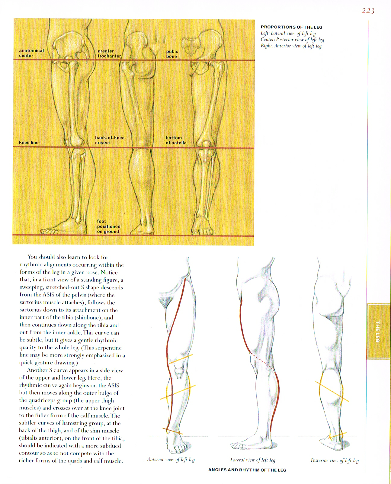 proportions of the leg, angles of the leg,the art of classic human anatomy,classic human anatomy artbook,valerie l winslow,anatomy art,