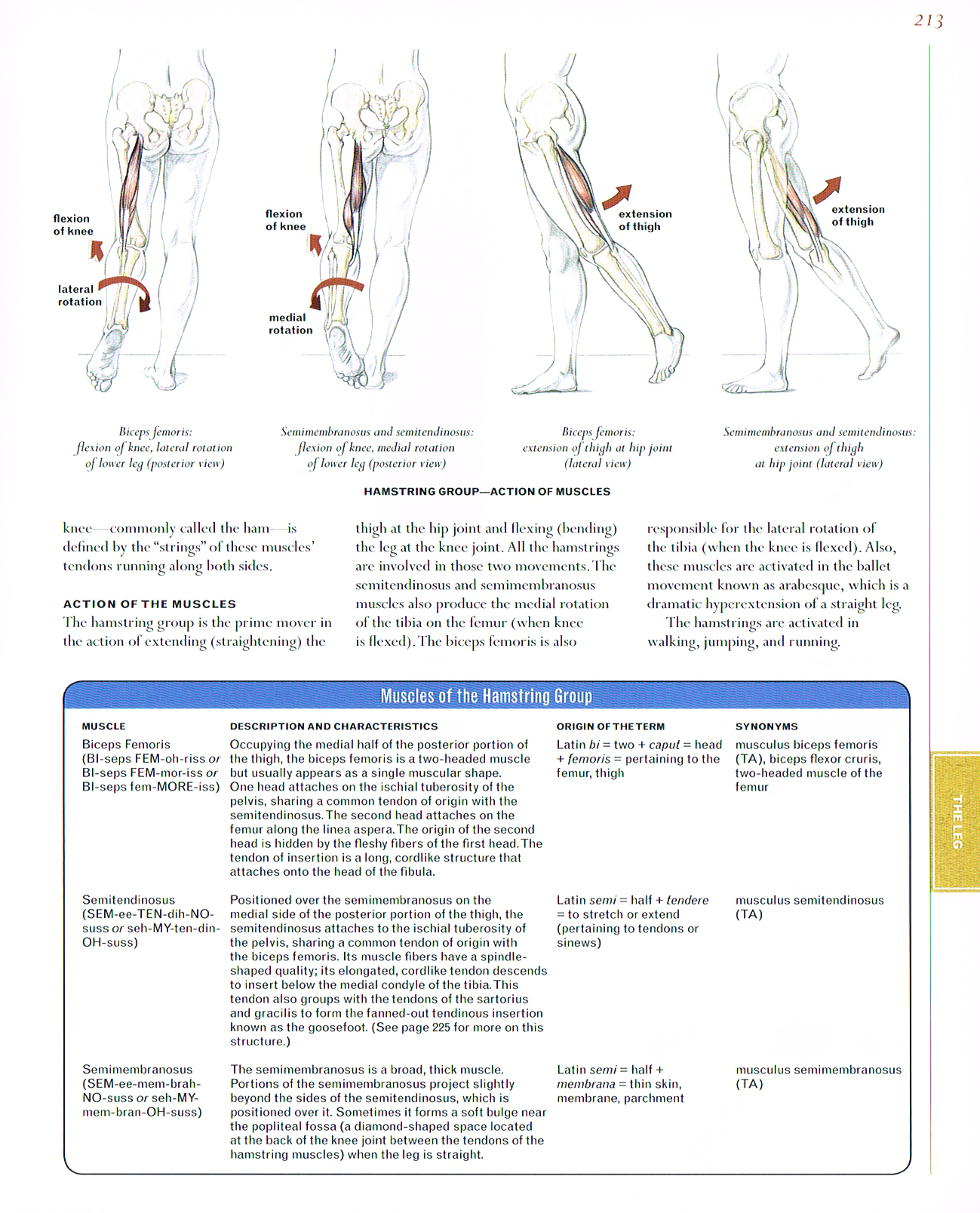 the art of classic human anatomy,classic human anatomy artbook,valerie l winslow,anatomy art, hamstring muscle group, biceps femoris,semitendinous,semimembranosus