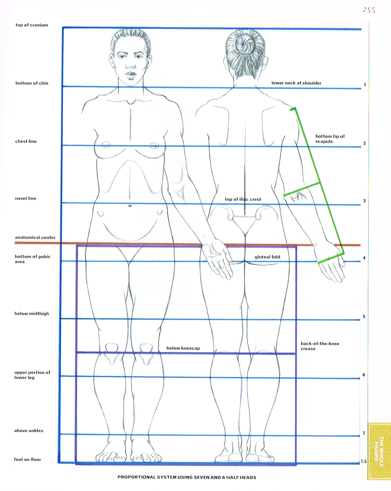 classic human anatomy,anatomy for art,anatomy drawings,anatomy proportions seven and a half heads tall chart,anatomy height chart,female anatomy chart