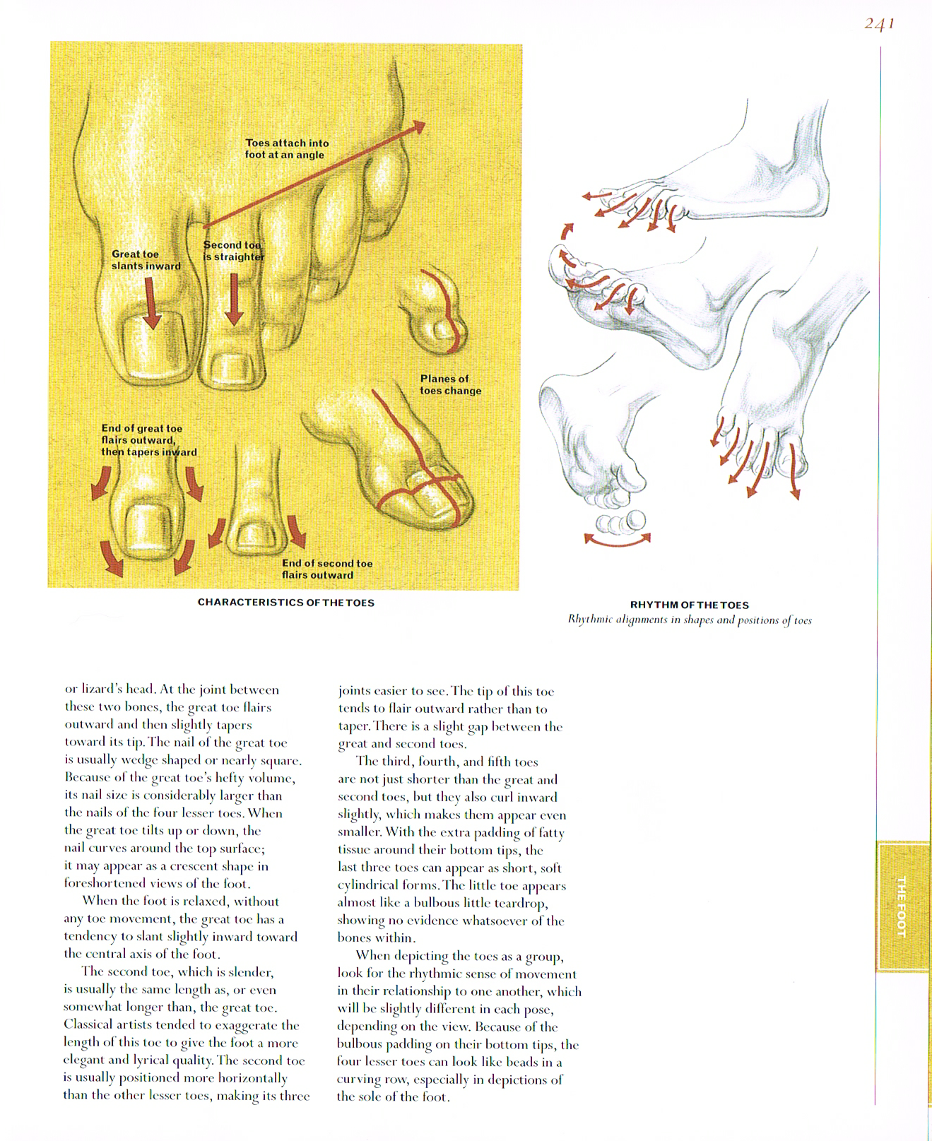 classic human anatomy, anatomy of the foot, characteristics of the toes, rhythm of the toes, foot anatomy