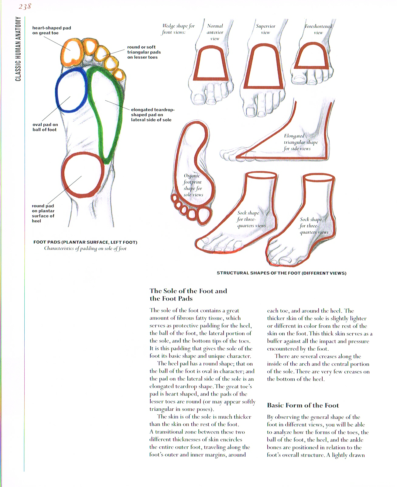 classic human anatomy, anatomy of the foot,sole of the foot, foot pads, foot anatomy