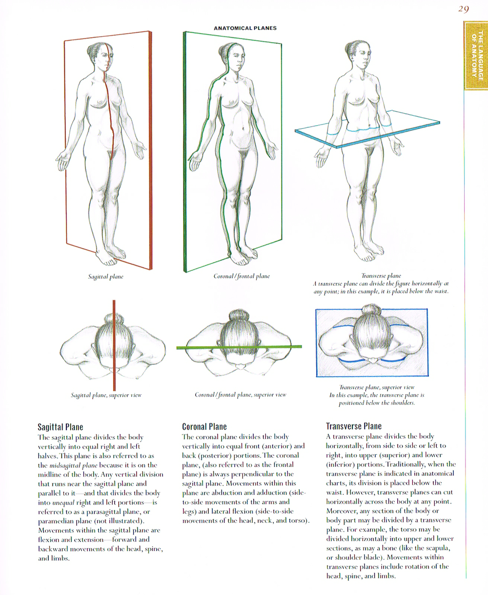 Normal Cardinal Plane The Art of Classic Human Anatomy pt.2 β Art & Animation
