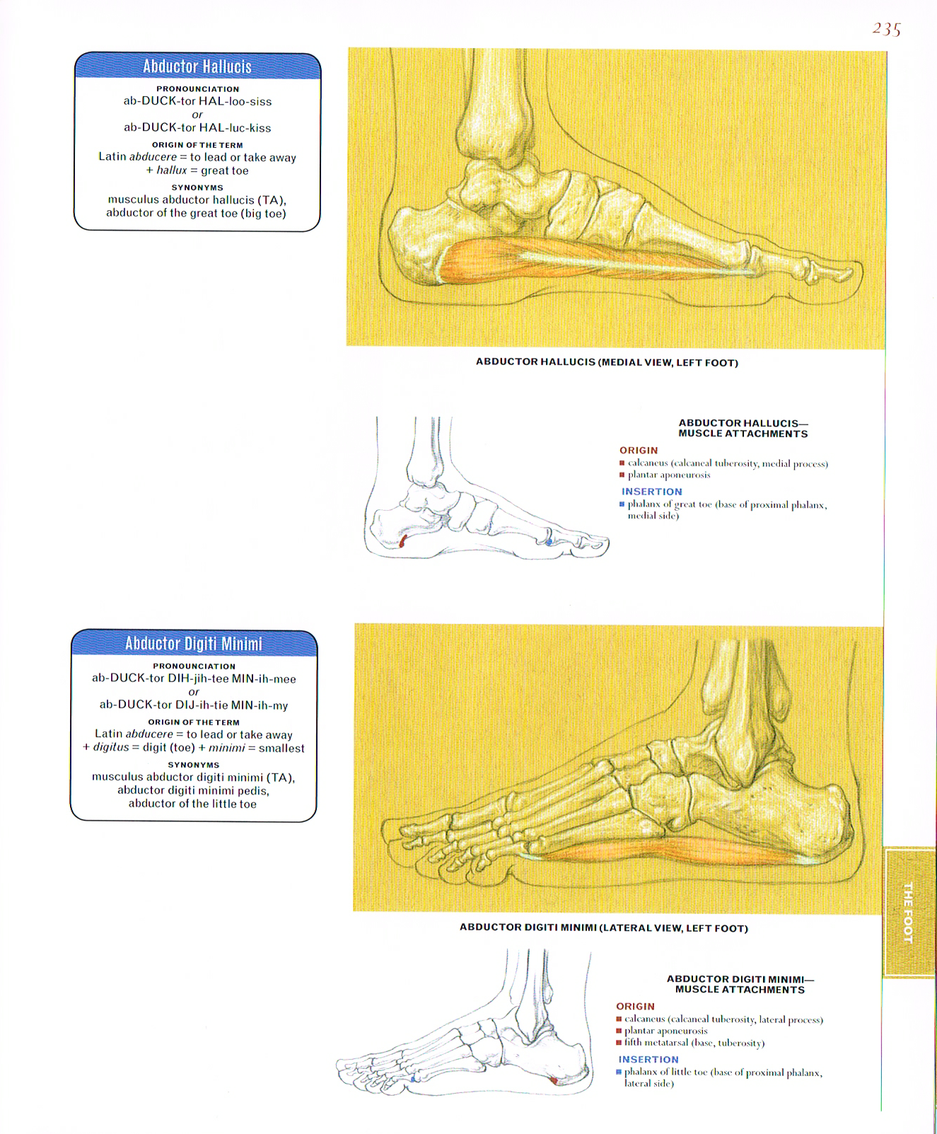 classic human anatomy, anatomy of the foot, abductor hallucination,abductor digits minimi,the bones n muscles of the foot