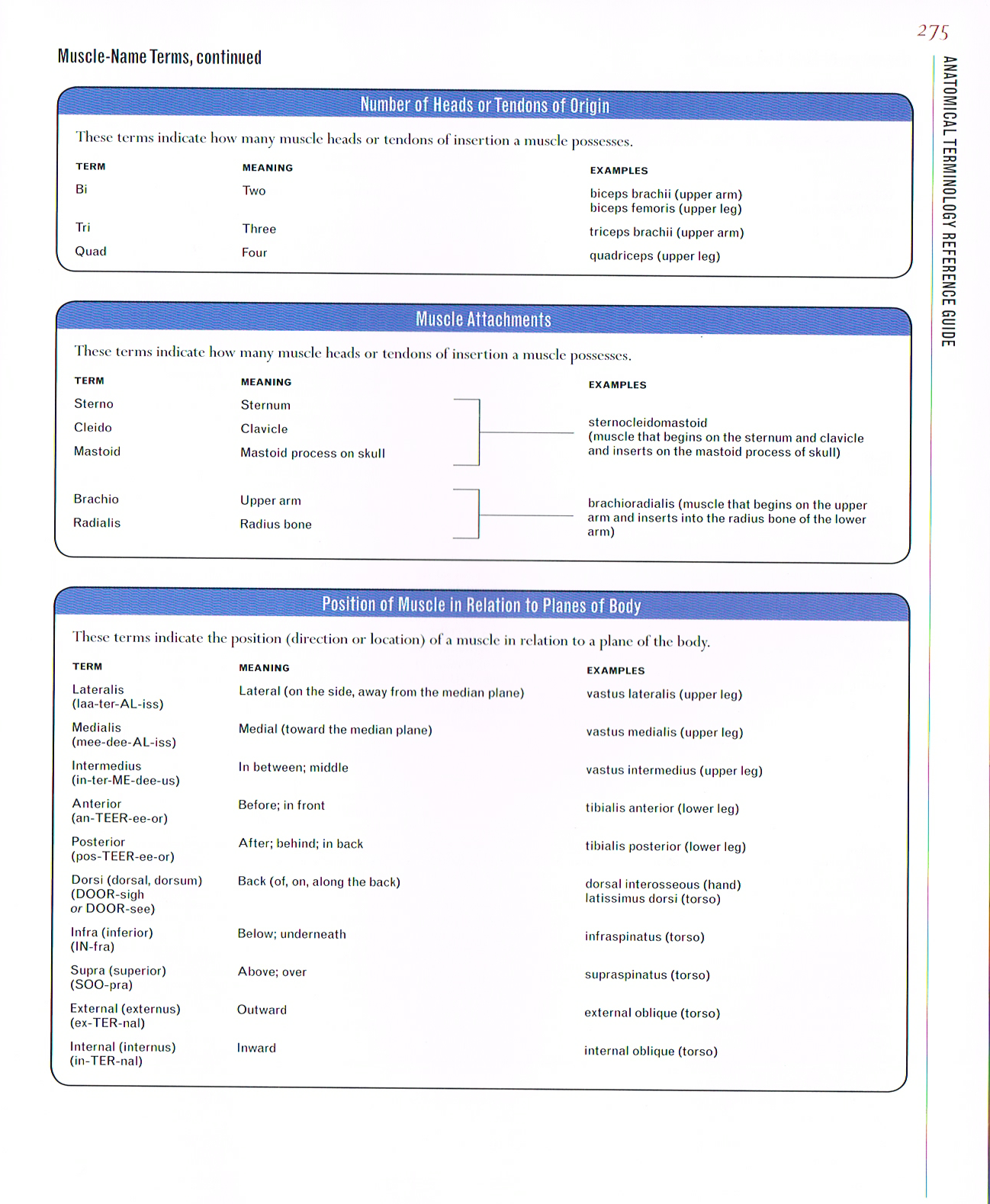 classic human anatomy,anatomy art,anatomical terminology guide,valerie l winslow,anatomy terminology