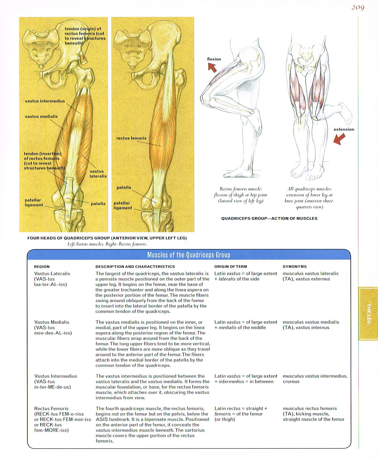 classic human anatomy,valerie l winslow,four head of quadriceps group,quadriceos muscles, vastus lateralis,vastus medialis,vastus intermedius,rectus femoris