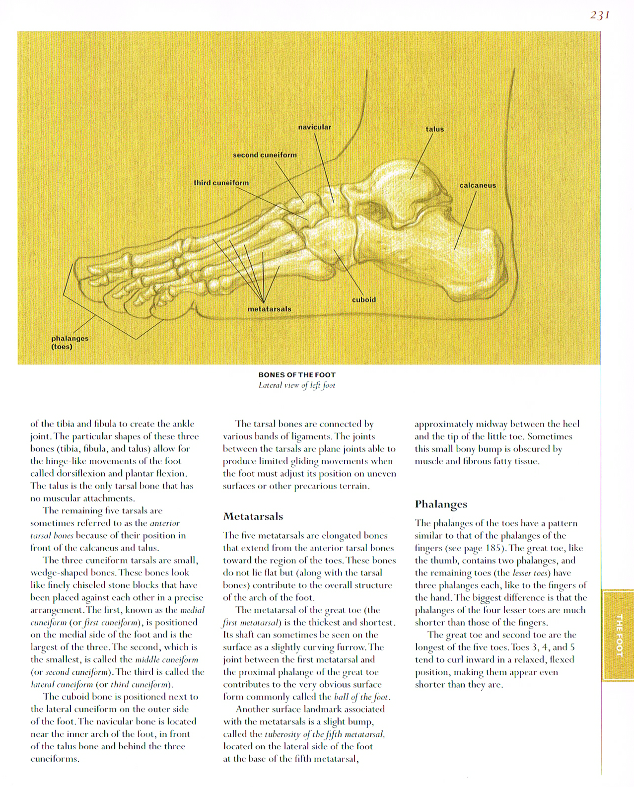 classic human anatomy,anatomy art,foot anatomy, bones of the foot,metatarsals,phalanges