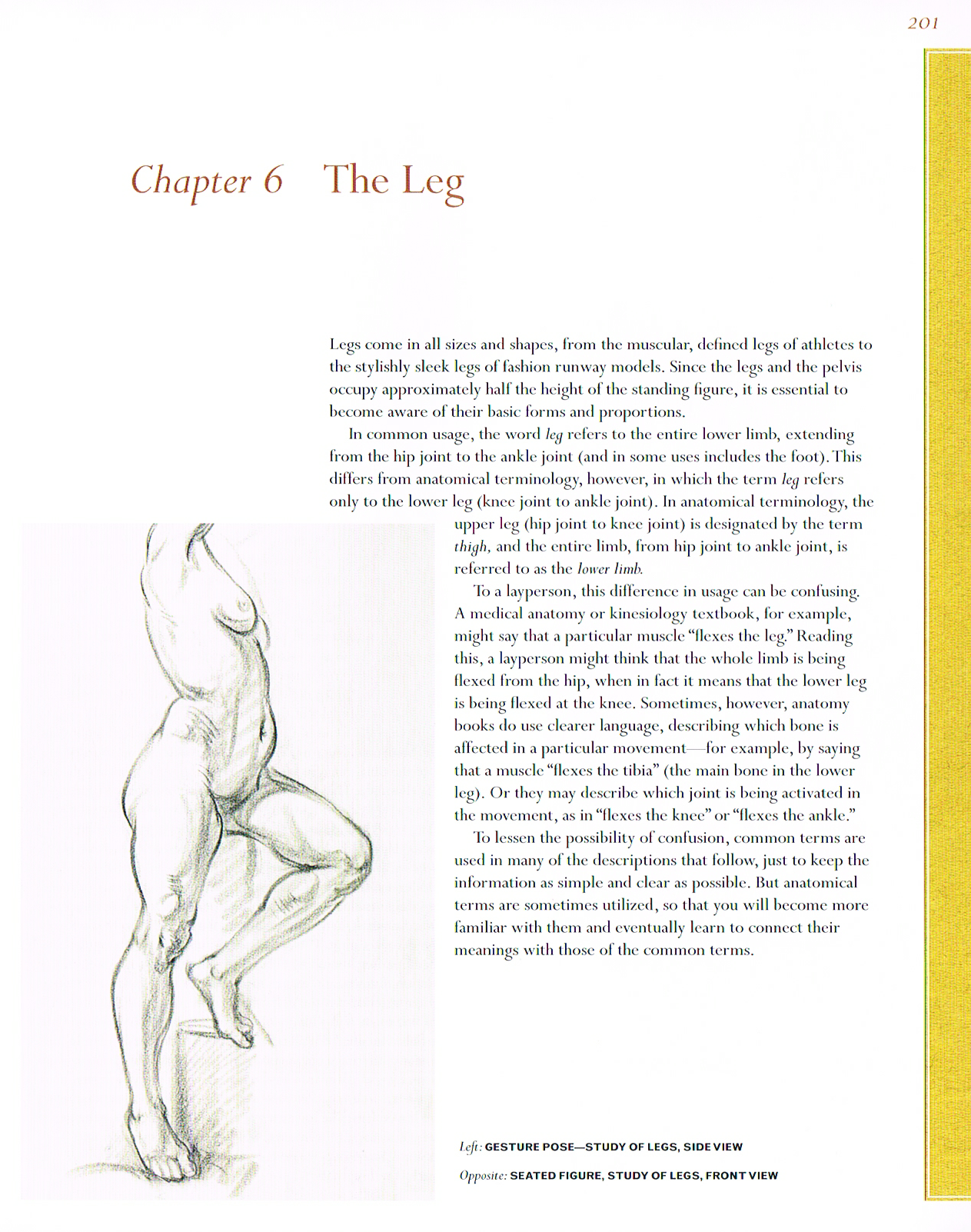 classic human anatomy,valerie l winslow,leg anatomy,study of legs,side view drawing of legs,gesture pose legs