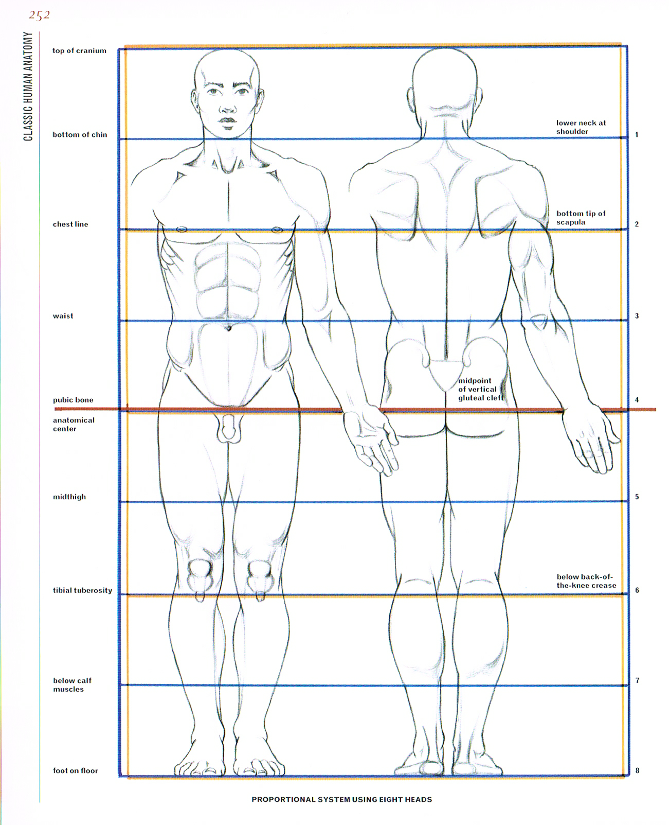 classic human anatomy,anatomy for art,anatomy drawings,anatomy proportions eight heads tall chart,anatomy height chart,male anatomy chart
