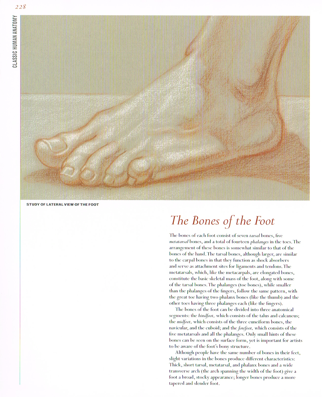 classic human anatomy,anatomy art,foot anatomy, bone of the foot, study of lateral view of foot